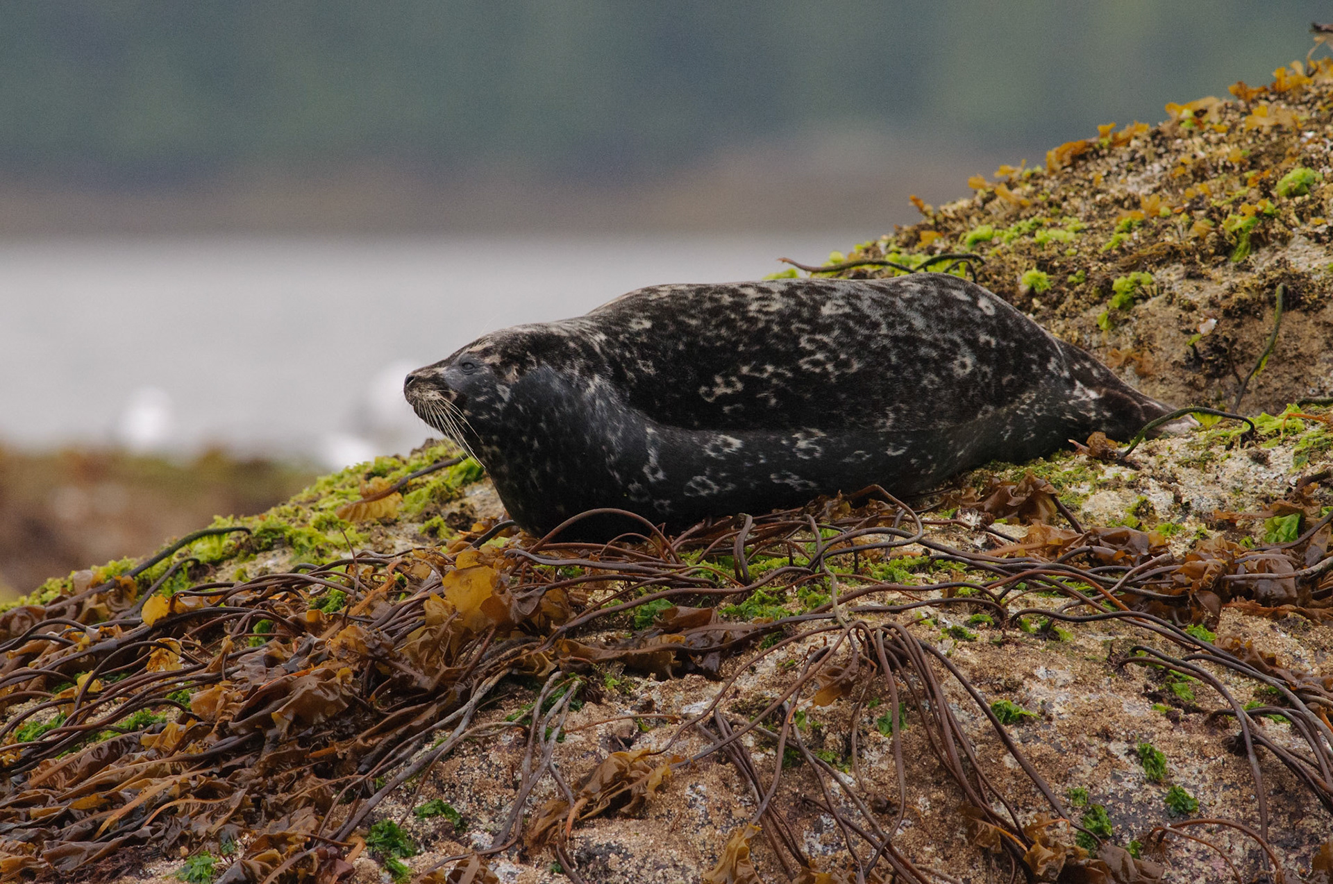 Gewone zeehond, tijdens de boottocht naar de Knight Inlet.