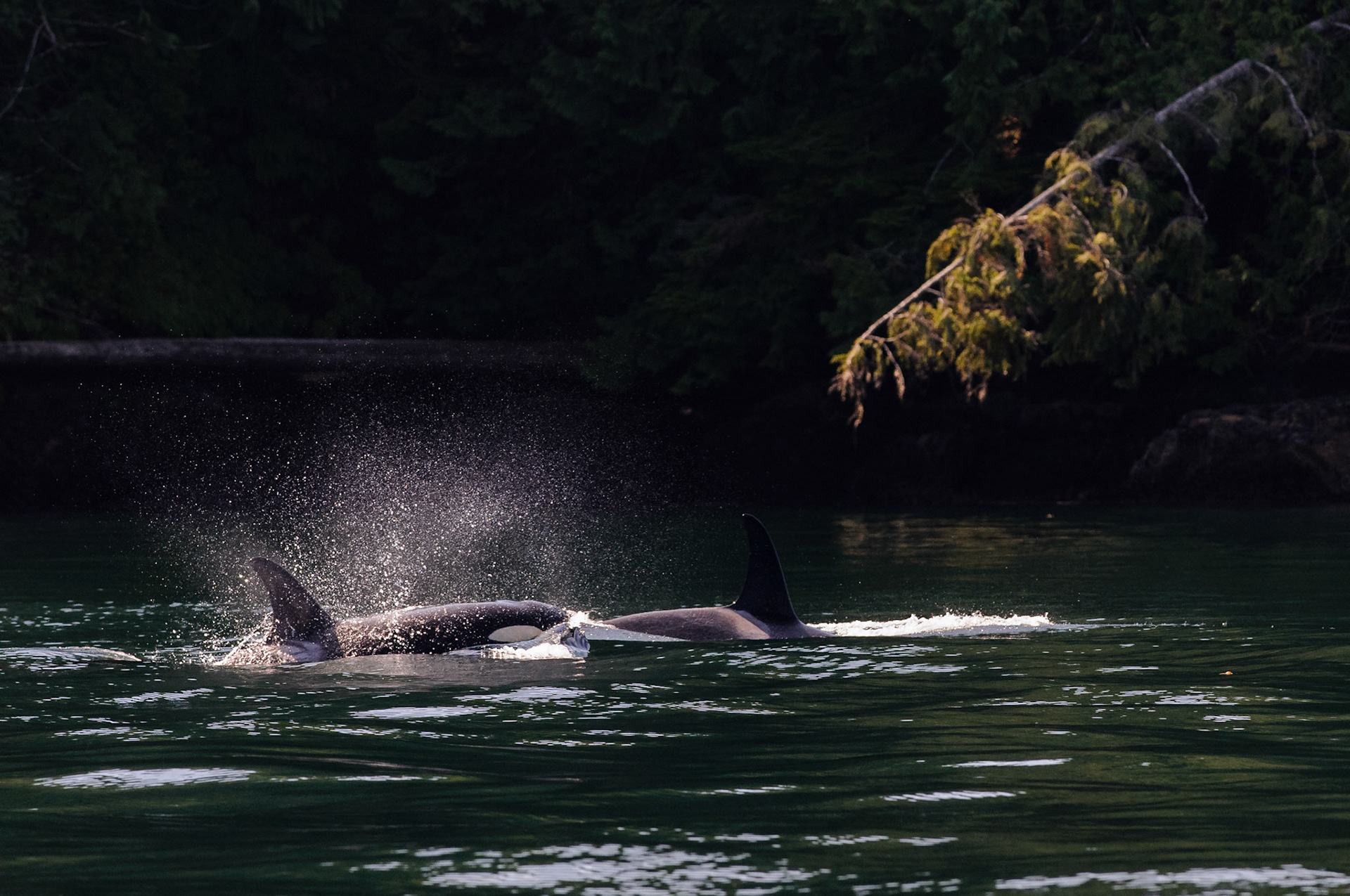 Een groepje orka's passeert vlak langs een eilandje. We zagen ze al in de verte naderen en de schipper heeft de boot stil gelegd om te wachten. Het tegenlicht in de spray van waterdruppels geeft een fraai effect. Vanwege de donkere achtergrond heb ik een volle stop onderbelicht.