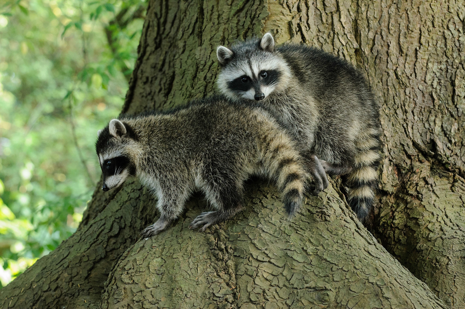 Twee jonge wasberen In Stanley Park, Vancouver. Samen met hun moeder liepen ze te scharrelen langs het wandelpad bij Prospect Point. Het was lastig om een goed beeld te maken. Toen de kleintjes in een dikke boomstam klauterden kon ik met mijn 70-200mm toeslaan. Om beide kopjes in de scherptediepte te krijgen diafragmeerde ik tot f5.6.
