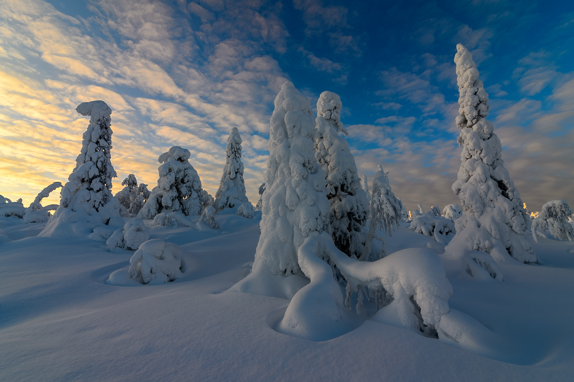 Sneeuw en rijp op bomen op hoogvlakte in Finland, ©Fred van Wijk 2019