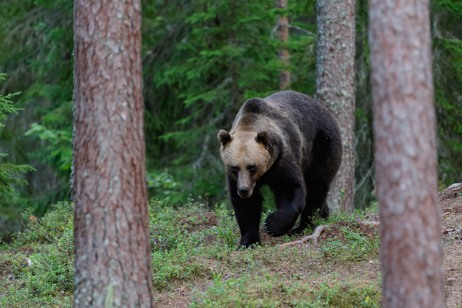 We hebben een avond en nacht in een schuilhut in de Zweedse bossen doorgebracht om de bruine beer in het wild te kunnen zien. Deze meneer was de grootste van de vijf beren die we zagen.