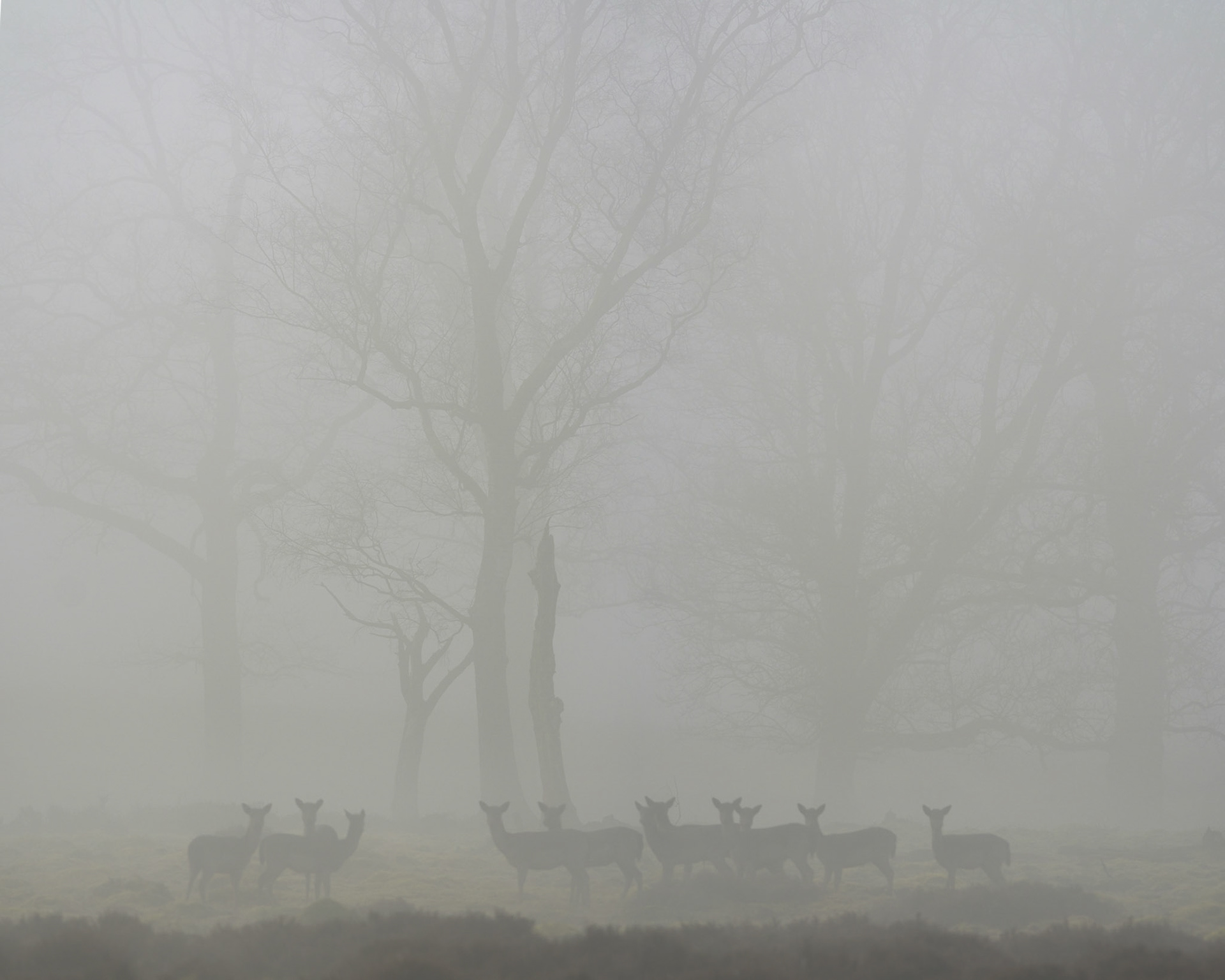Roedel damherten in de mist met de schimmige vage vormen van kale berken; Herd of Fallow Deer in the mist with the  vague forms of birch trees