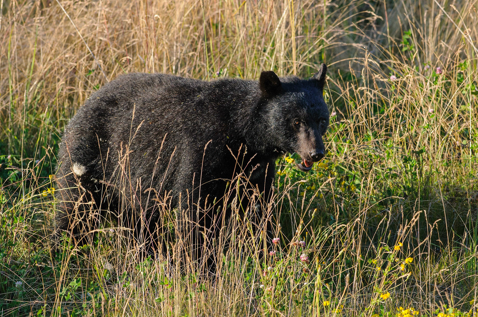 Een zwarte beer graast 's avonds in de berm van de weg tussen Port McNeill en Port Alice.