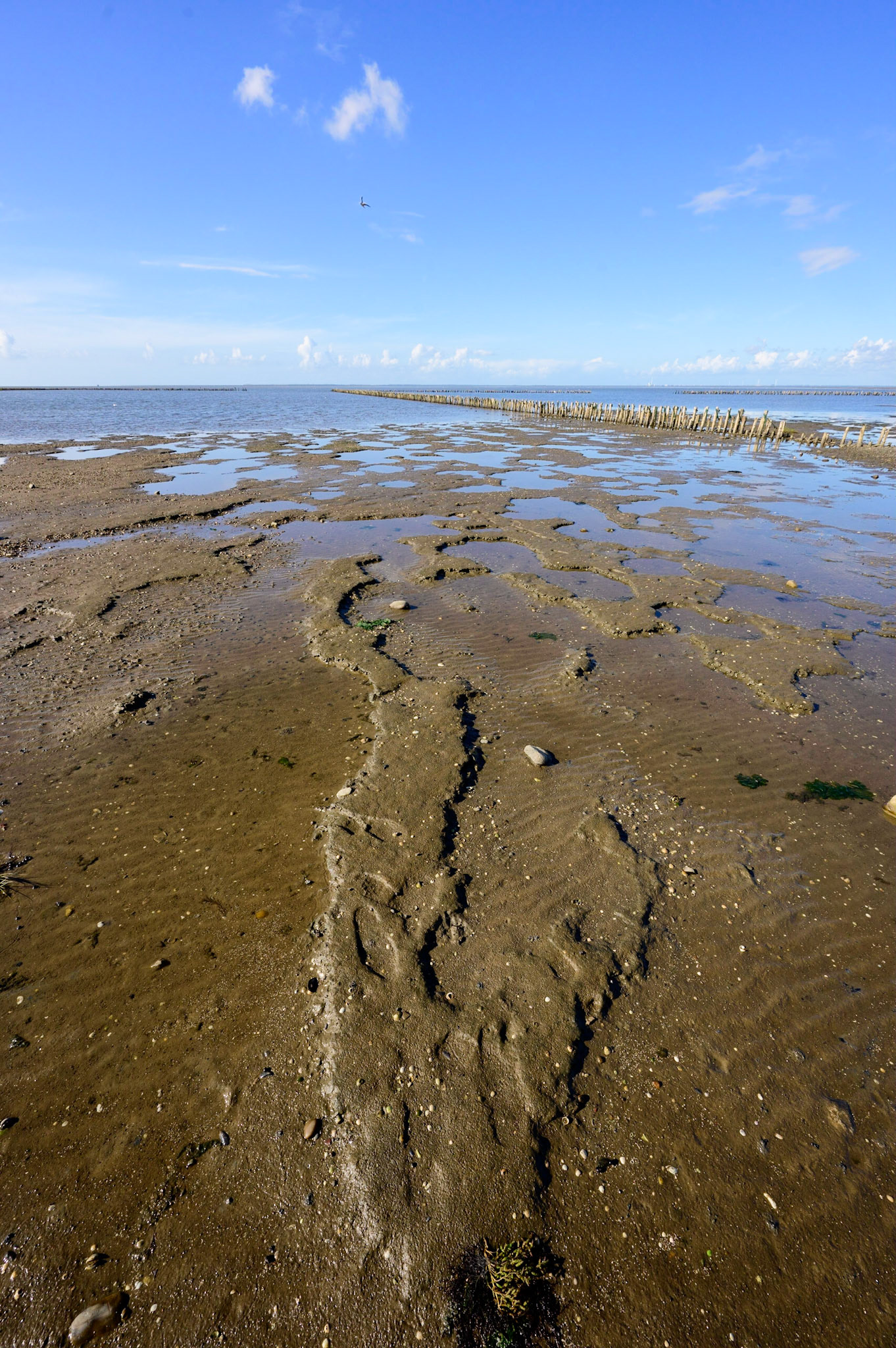 Muddy shoreline of the salt marshes during low tide along a road through the sea to the island of Mandø in Vadehavet National Park, Denmark