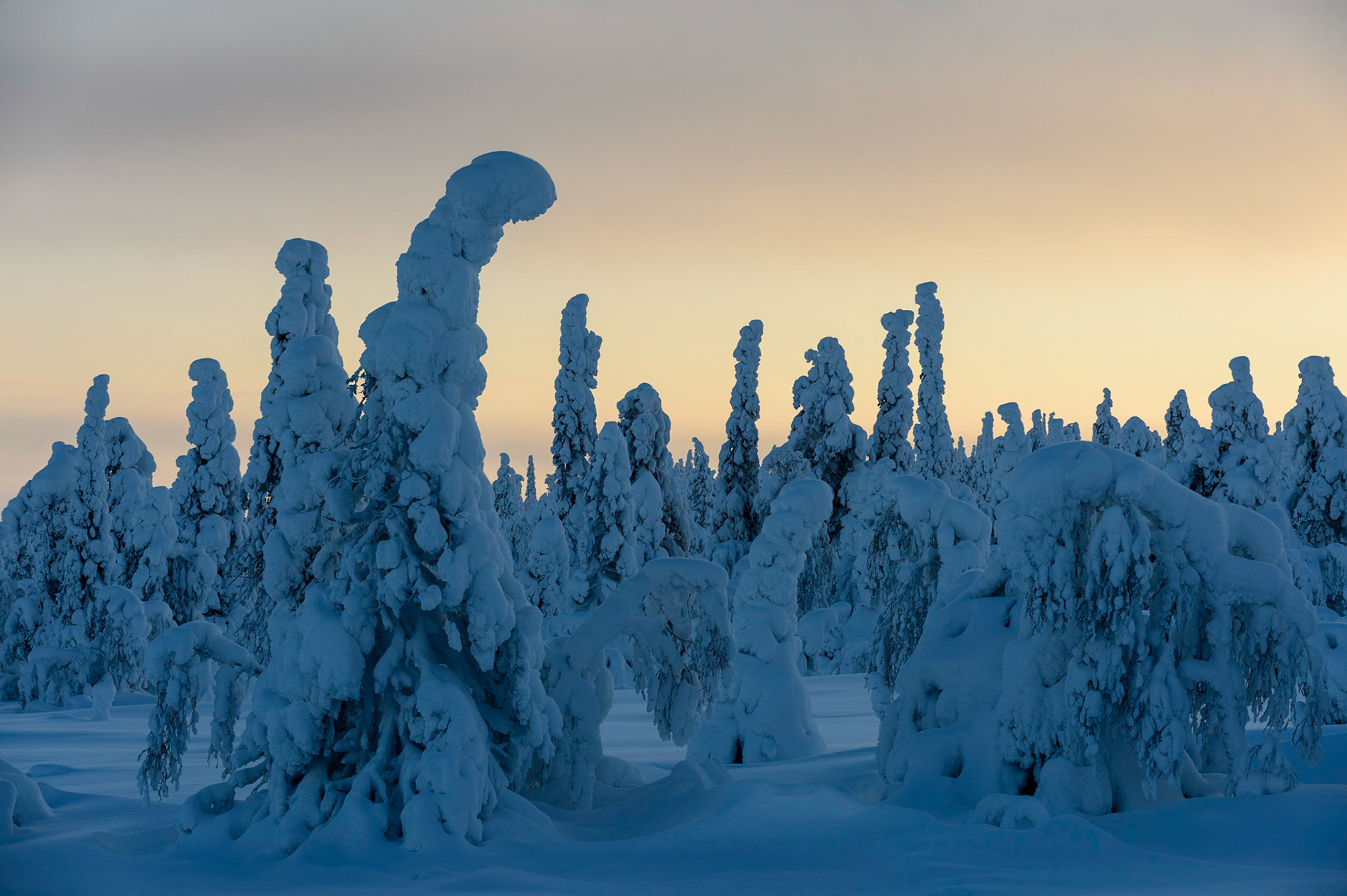 Sneeuw en rijp op bomen op hoogvlakte in Finland, ©Fred van Wijk 2019