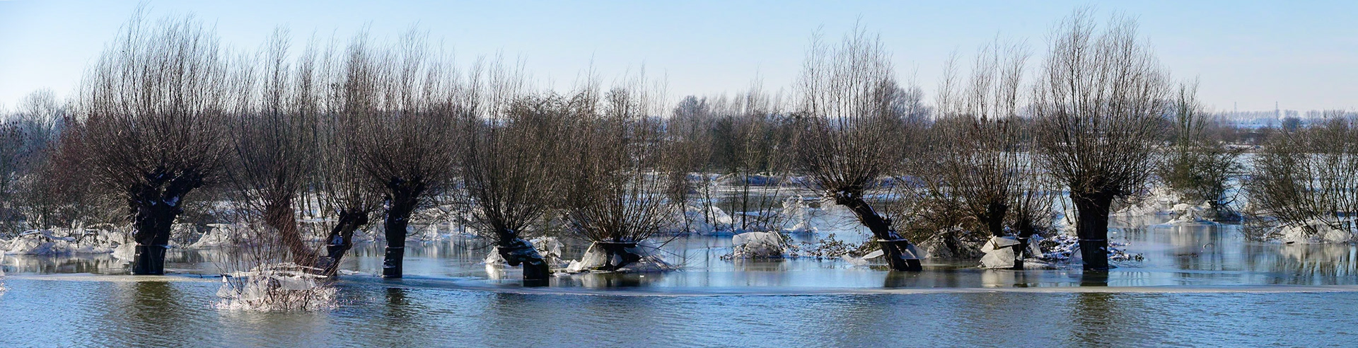 Knotwilgen in bevroren uiterwaarden met zakkend ijs en ijsschotsen; Willow trees with ice floes