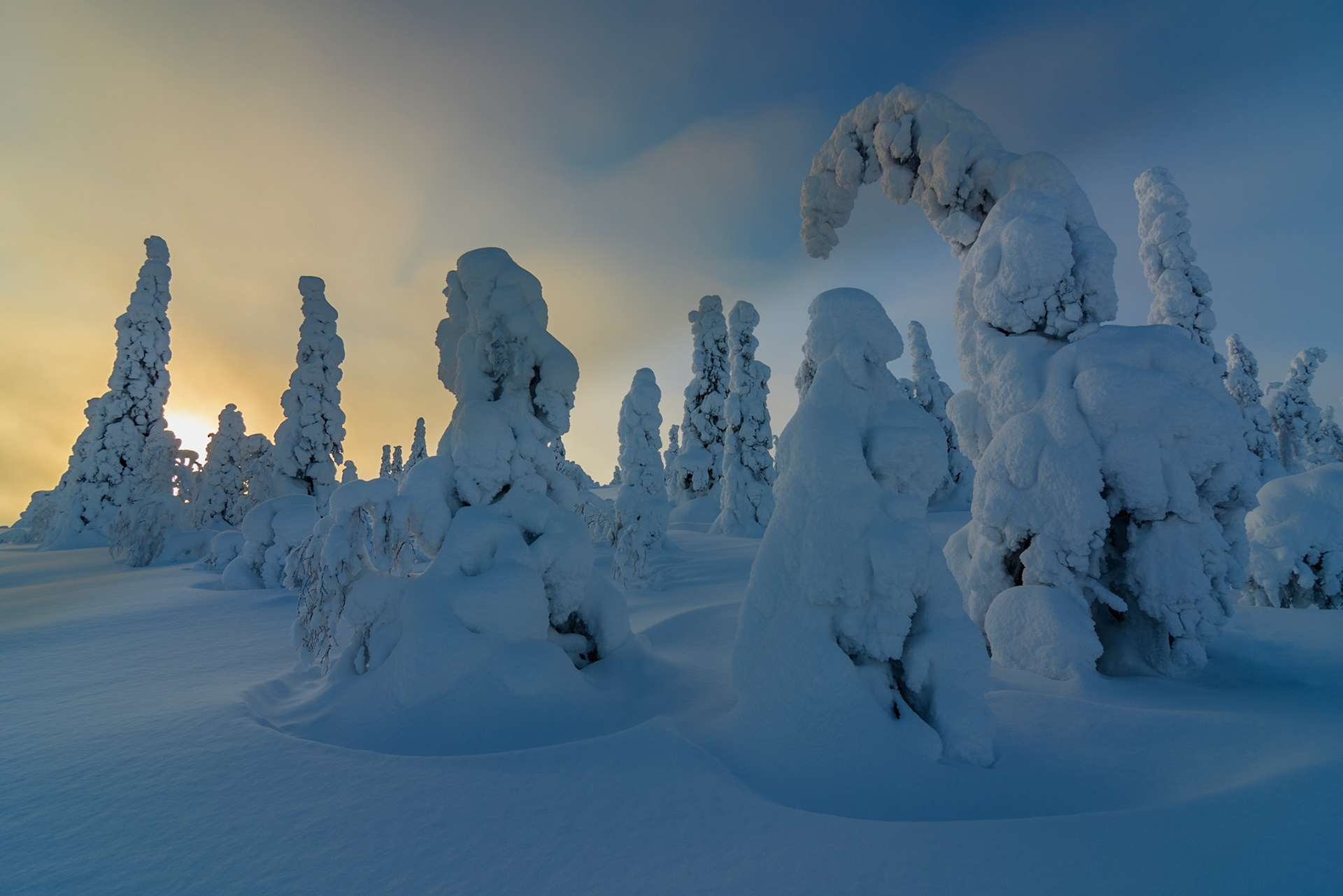 Sneeuw en rijp op bomen op hoogvlakte in Finland, ©Fred van Wijk 2019