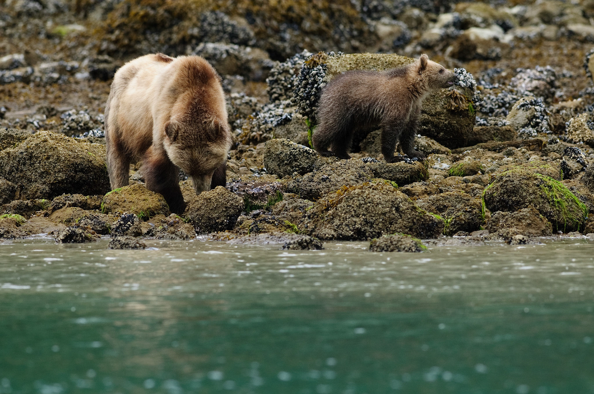 Grizzlybeer met jong, Glendale Cove - Knight Inlet