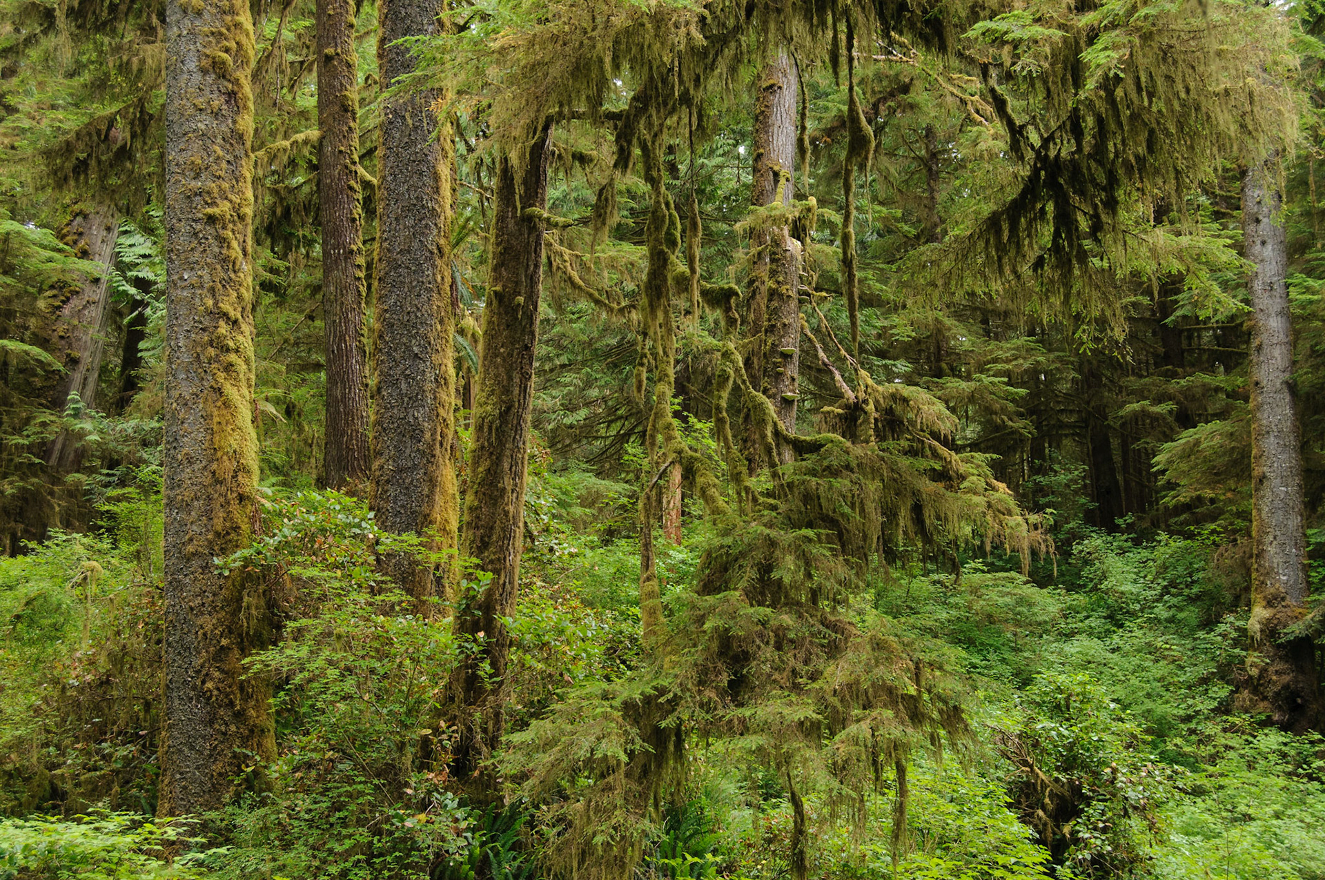 Het dichte gematigde regenwoud in Pacific Rim National Park aan de vochtige westkust van Vancouver Island.