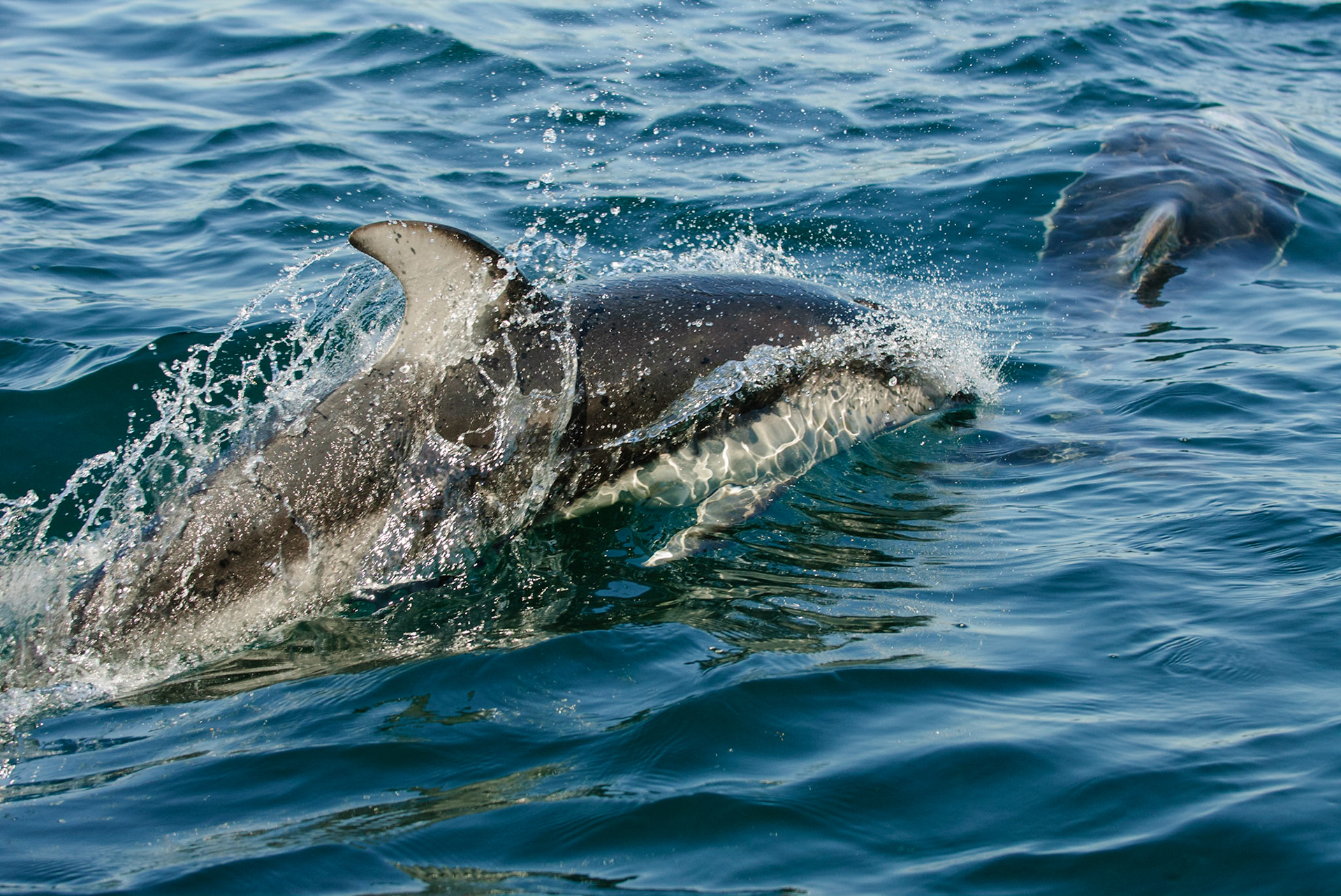Witgestreepte dolfijn - Pacific Whitesided Dolphin, Discovery Passage, Campbell River. Naast de zodiac van Campbell River Whale Watching komt ineens een groep dolfijnen surfen op de golven. Ze genieten er net zoveel van als wij!