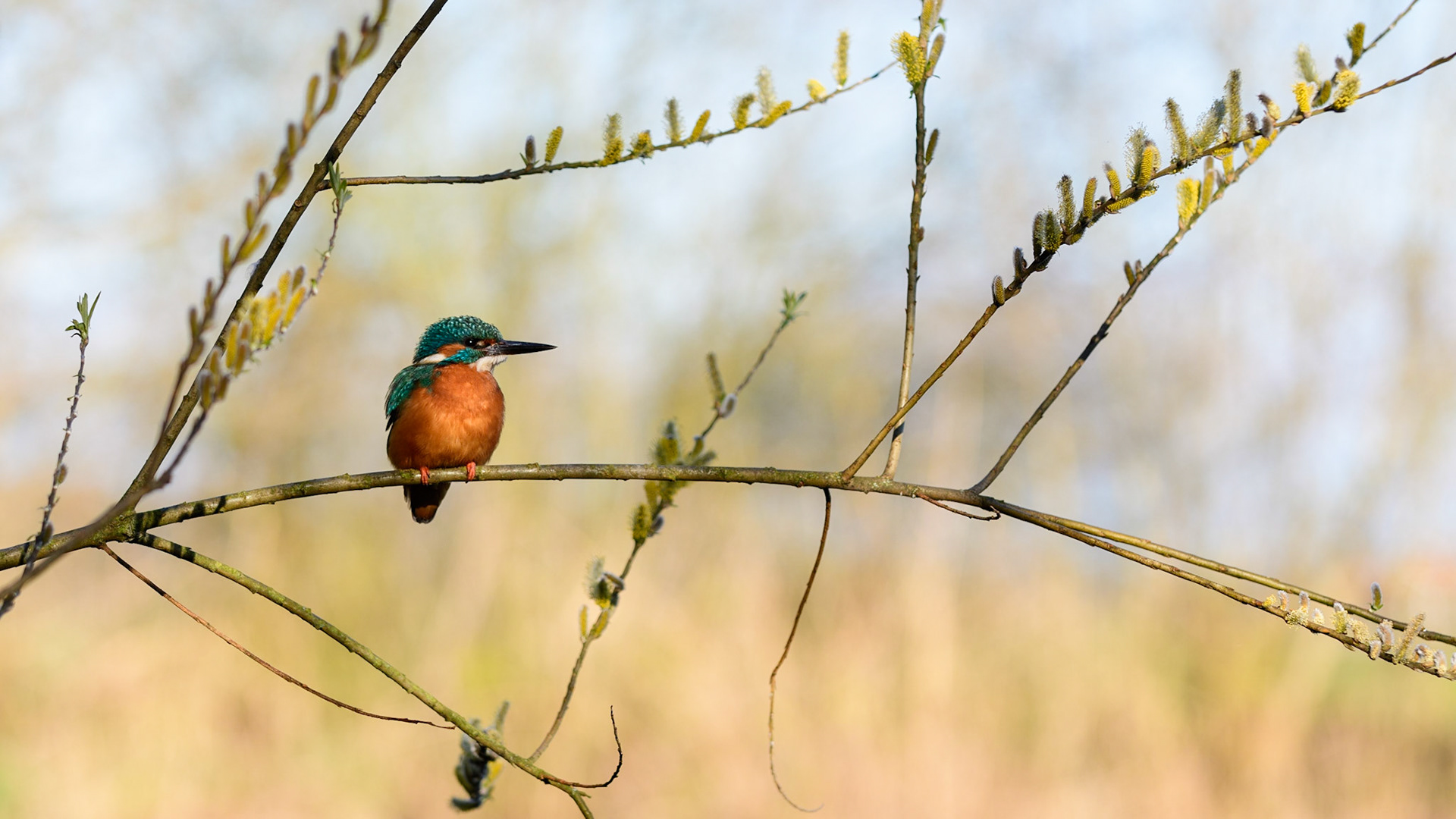 Kingfisher in spring in a willow tree with yellow blooming catkins