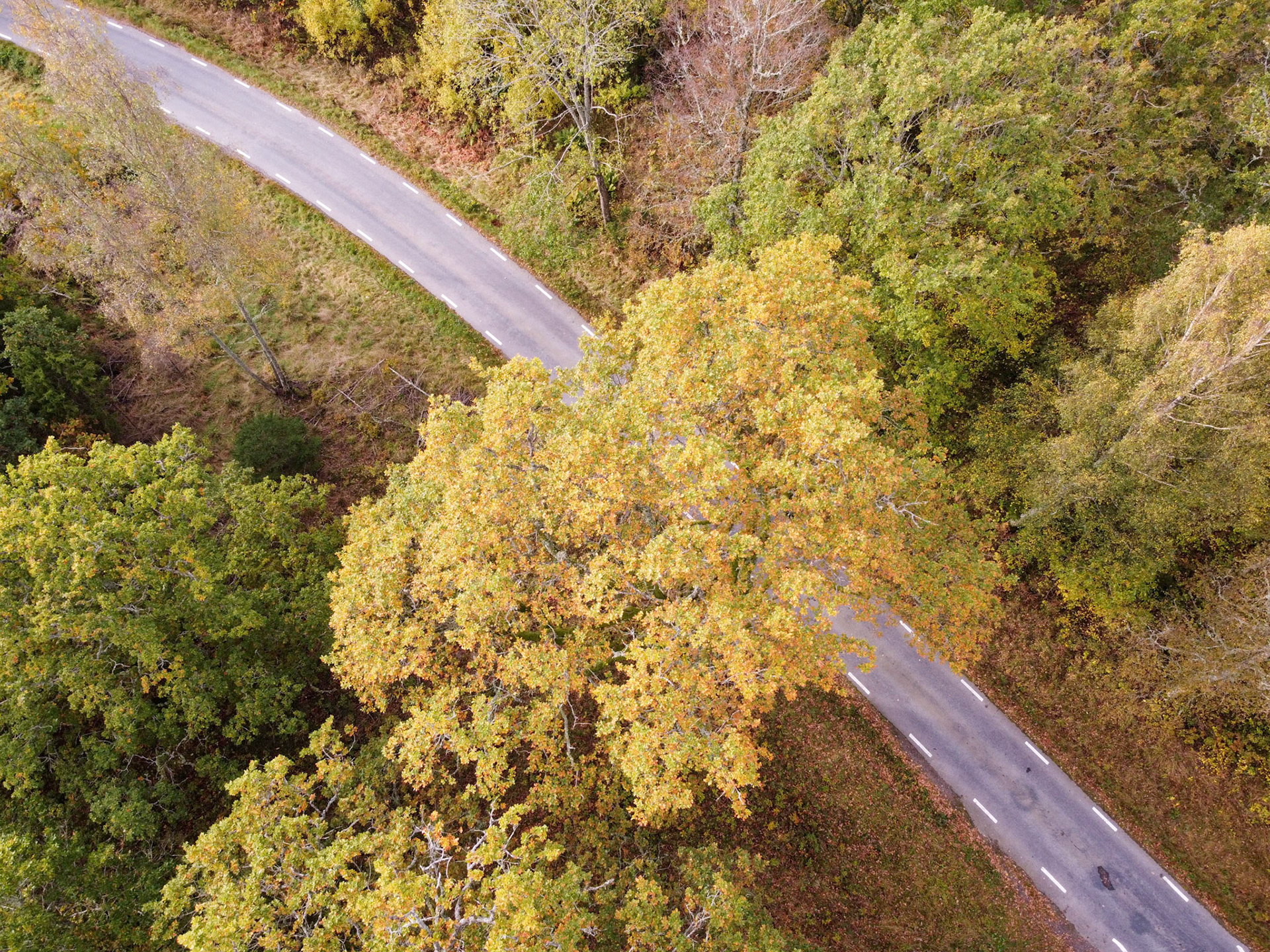 Drone photo of a country road crossing a line of trees with autumn colours in southern Sweden