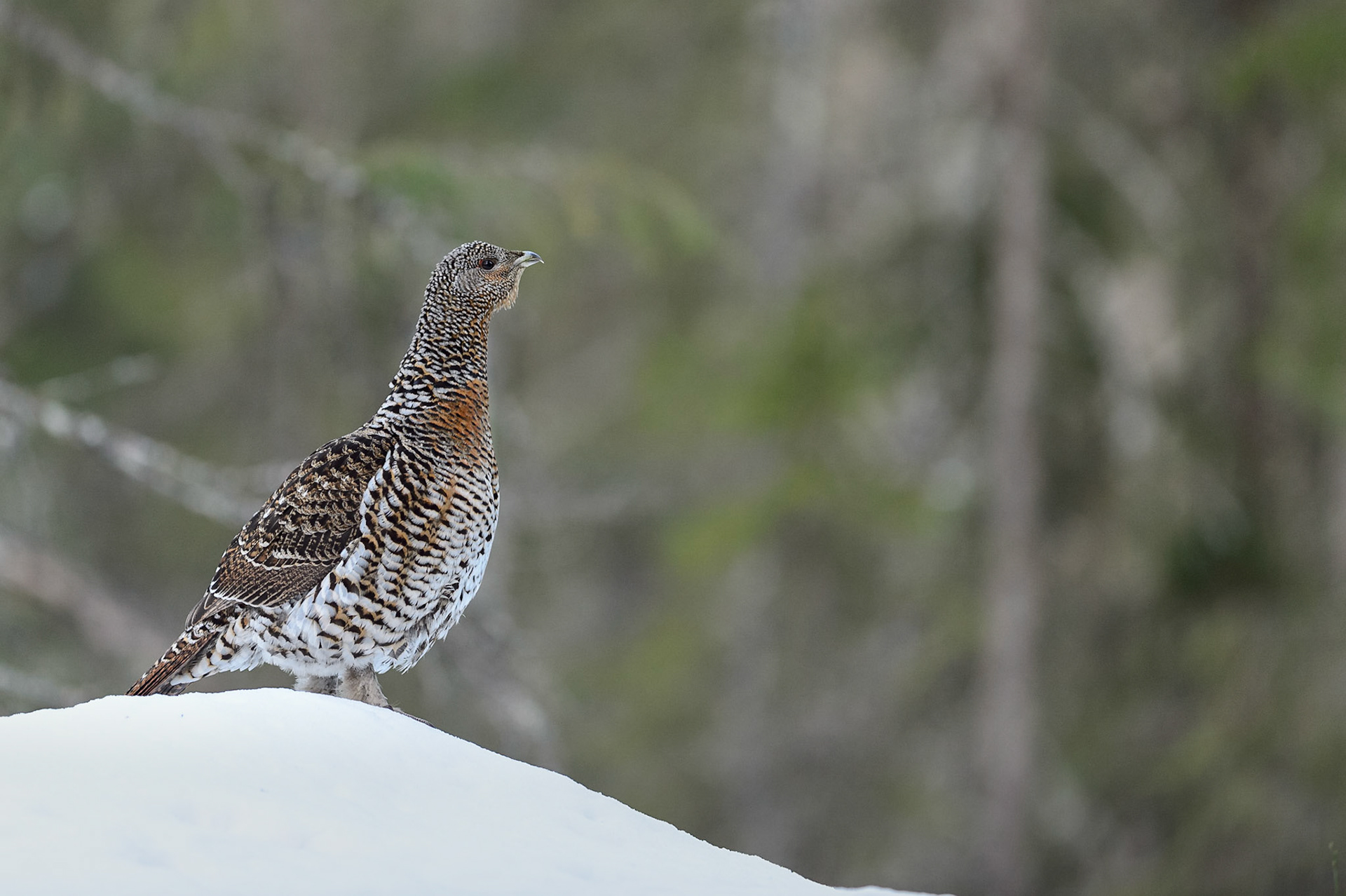 Vanuit een schuiltent heb ik omlangs de balts van het Auerhoen kunnen fotograferen. Om te beginnen een foto van een Auerhen. / Female Capercaillie. Thanks to Floris Smeets.