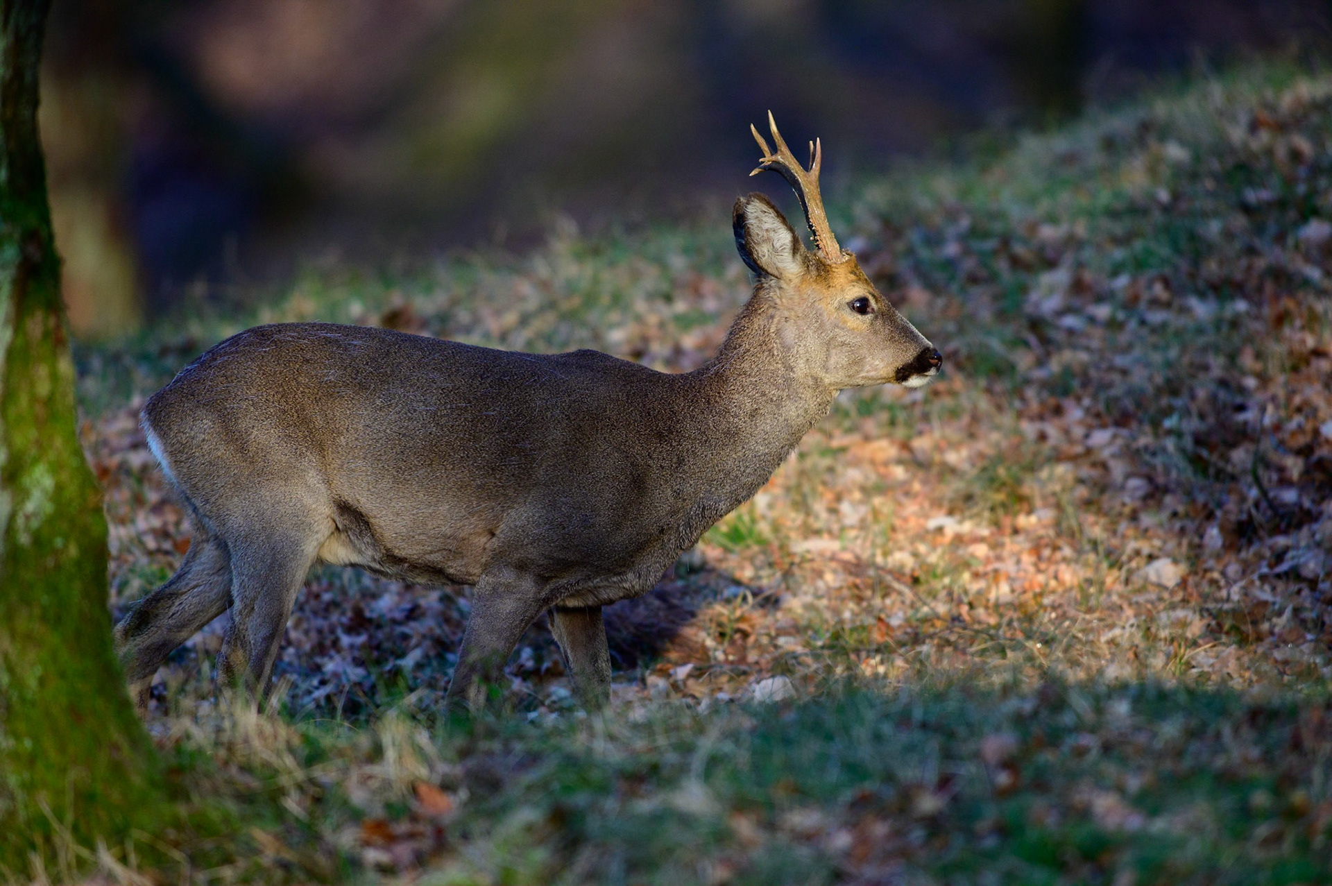 Een reebok met gewei in wintervacht in het het vroege zonlicht; A roe deer buck with antlers and winter coat in the early sunlight