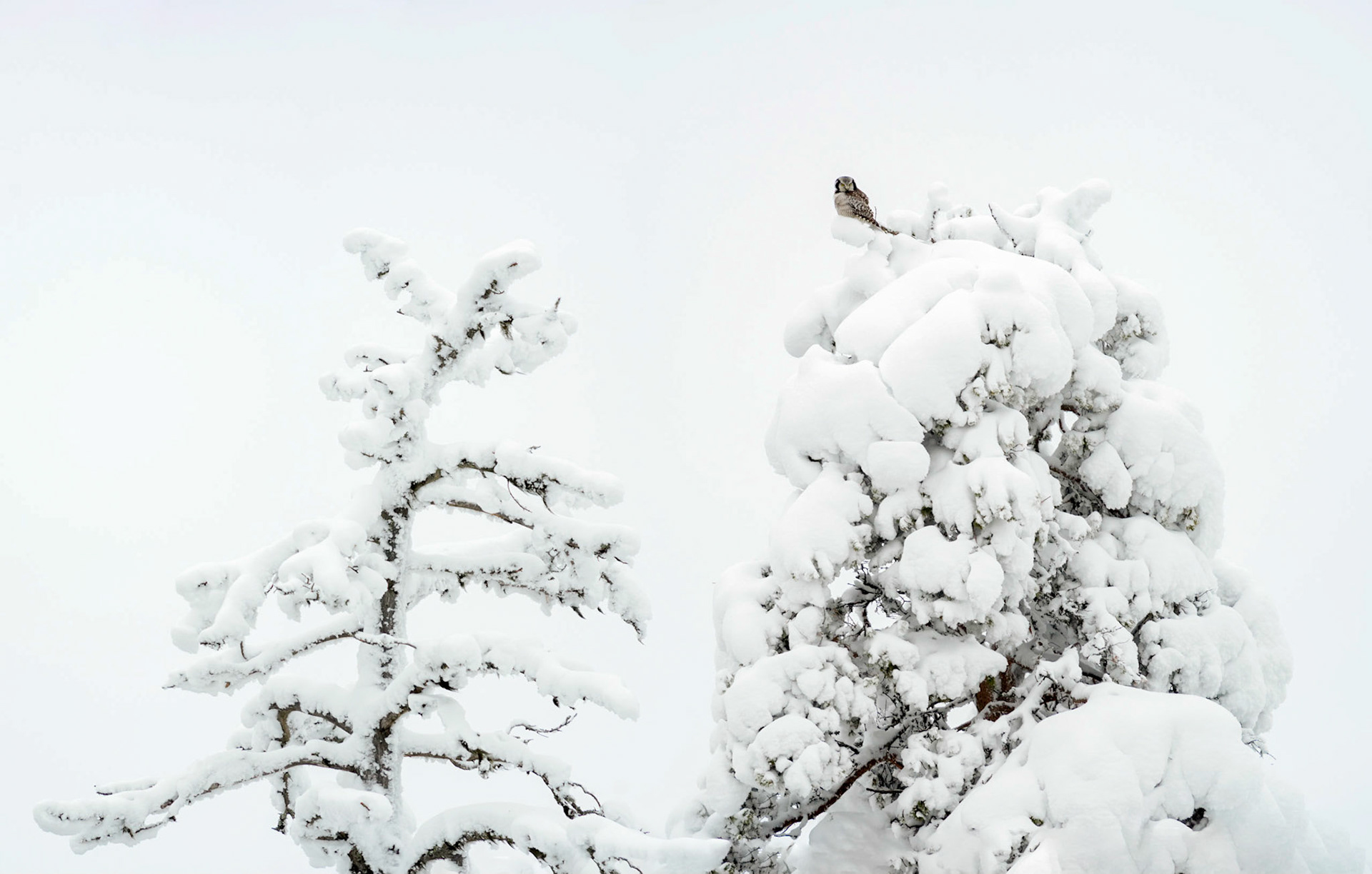 Sperweruil, ©Fred van Wijk 2019