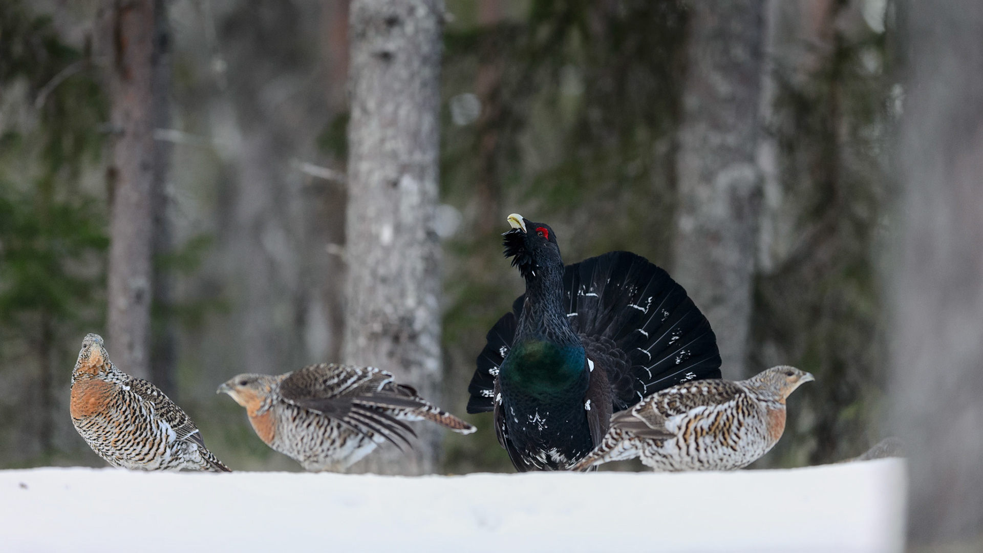 Auerhoenders tijdens de balts. De haan loopt te pronken om indruk te maken op de hennen en op concurrenten. De hennen hebben camouflagekleuren, essentieel tijdens het broeden.