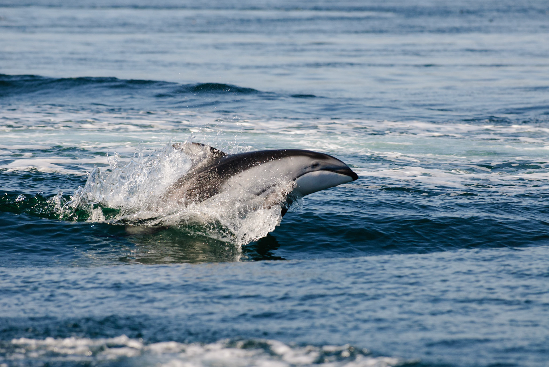 Witgestreepte dolfijn - Pacific Whitesided Dolphin, Discovery Passage, Campbell River. Naast de zodiac van Campbell River Whale Watching komt ineens een groep dolfijnen surfen op de golven. Ze genieten er net zoveel van als wij!