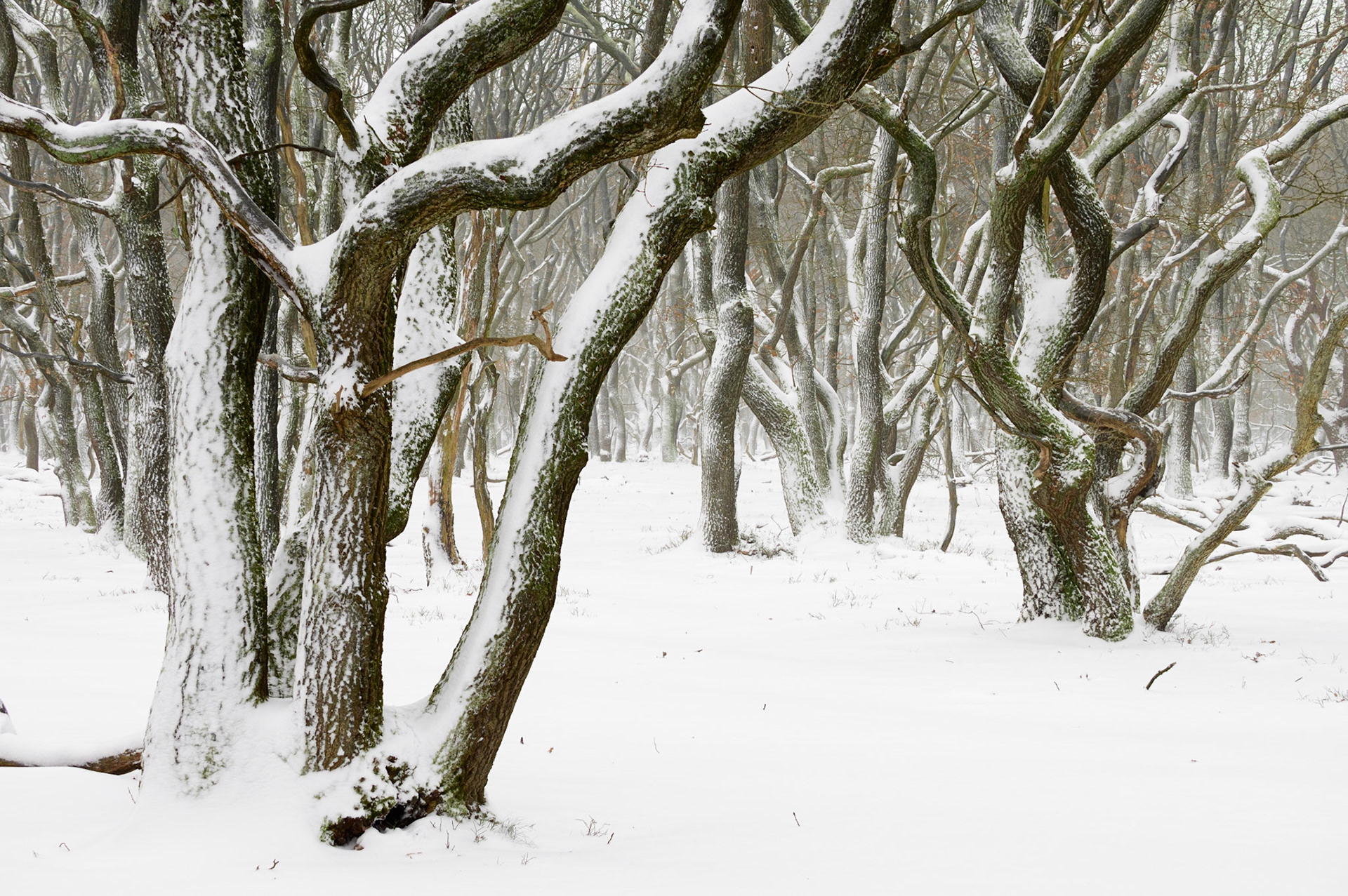 Eikenbos met sneeuw; Oak forest with snow