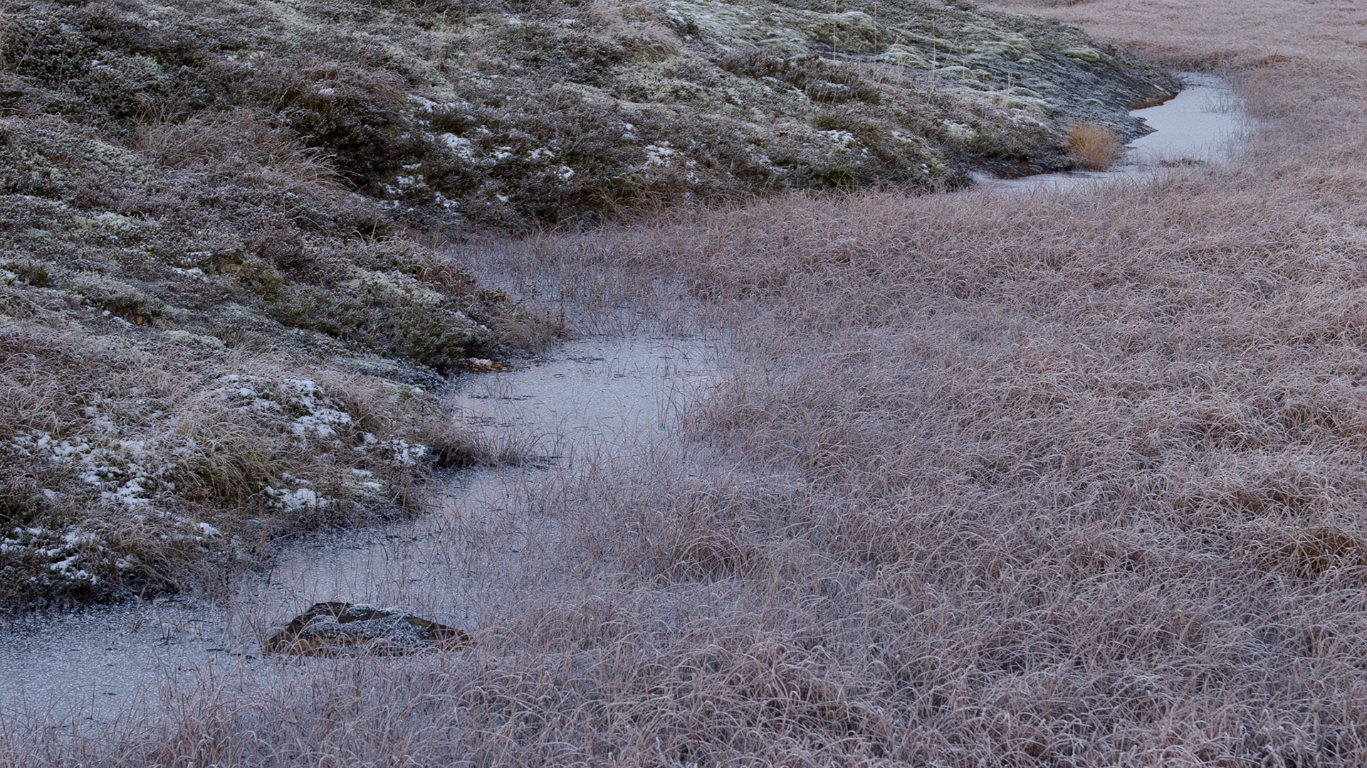 De rand van een moeras op Tranøy na een zeer koude nacht.