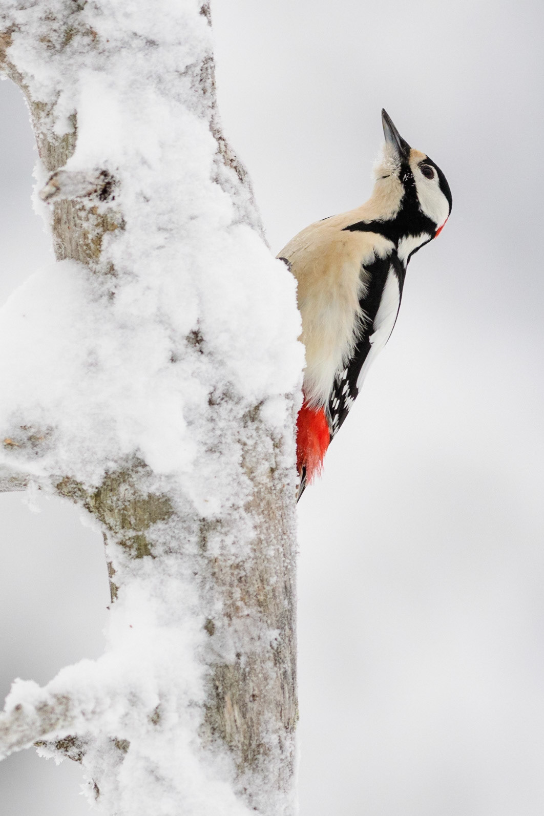 Grote bonte specht, ©Fred van Wijk 2019