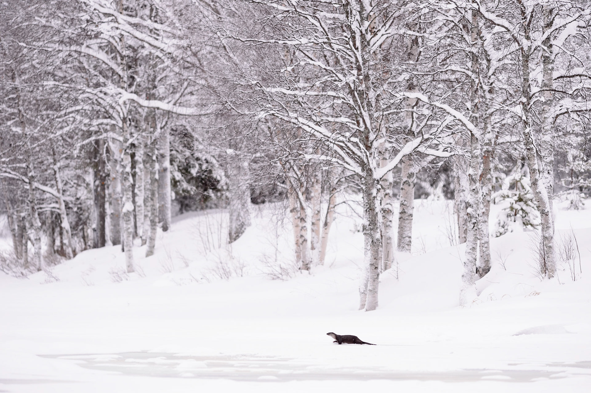 Otter, ©Fred van Wijk 2019