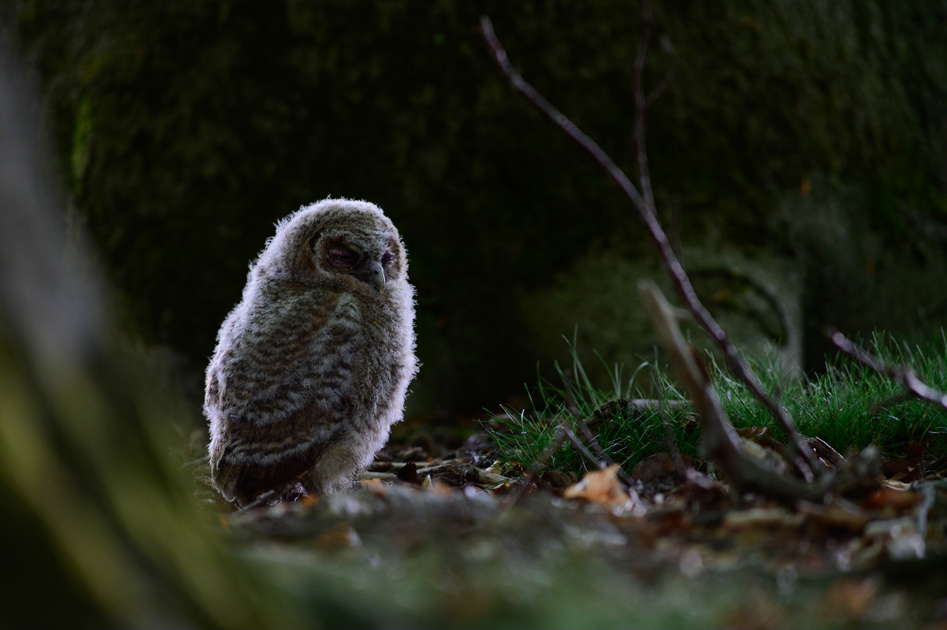Een jonge bosuil op de grond; A Tawny owl chick on the forest floor