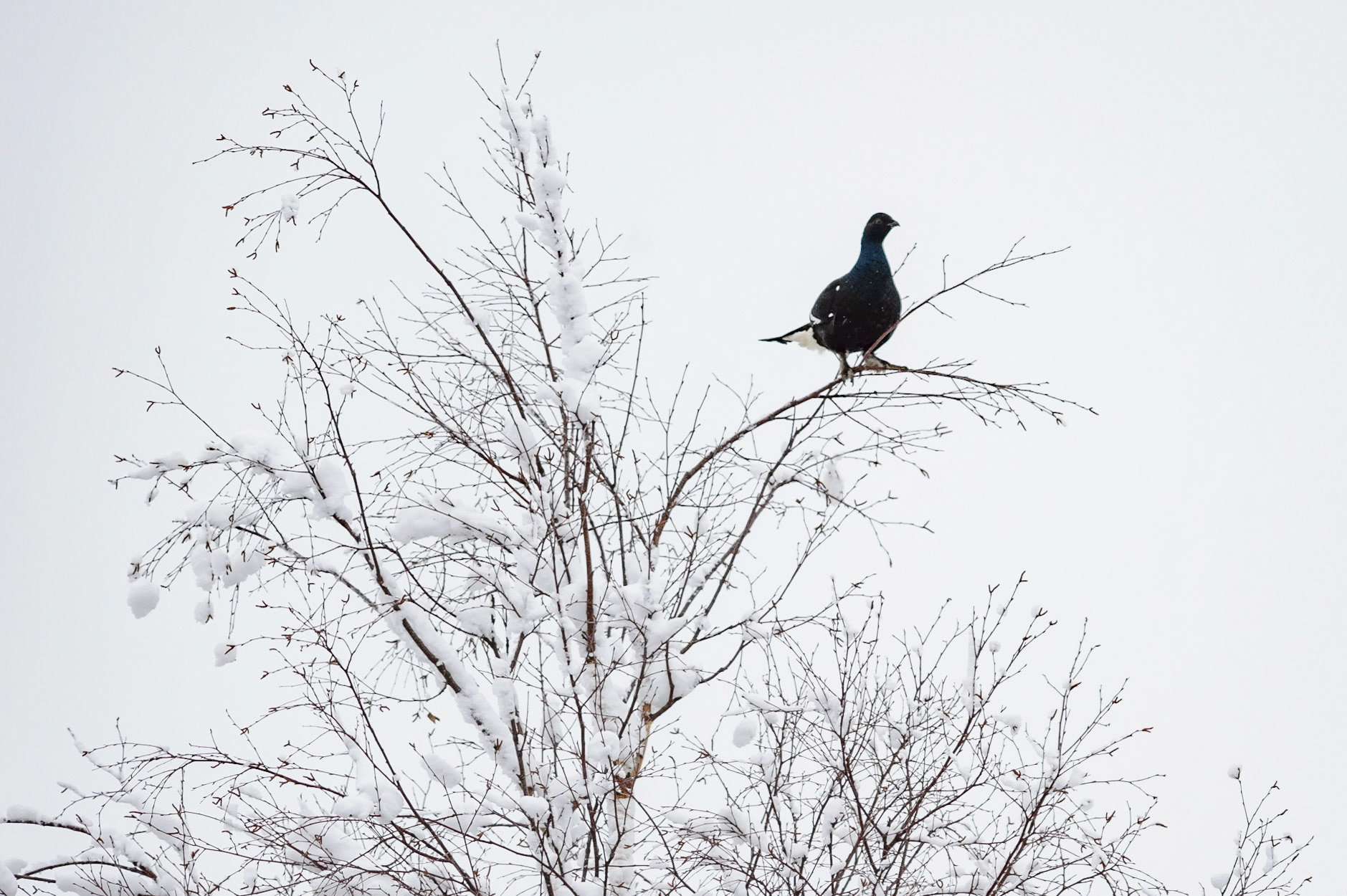 Korhoen, ©Fred van Wijk 2019