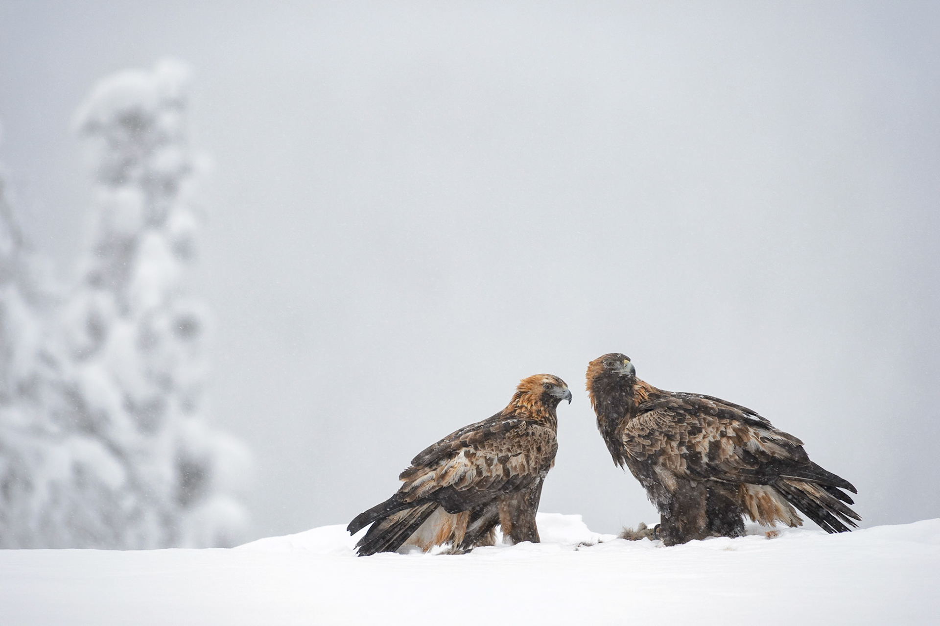 Steenarend, ©Fred van Wijk 2019