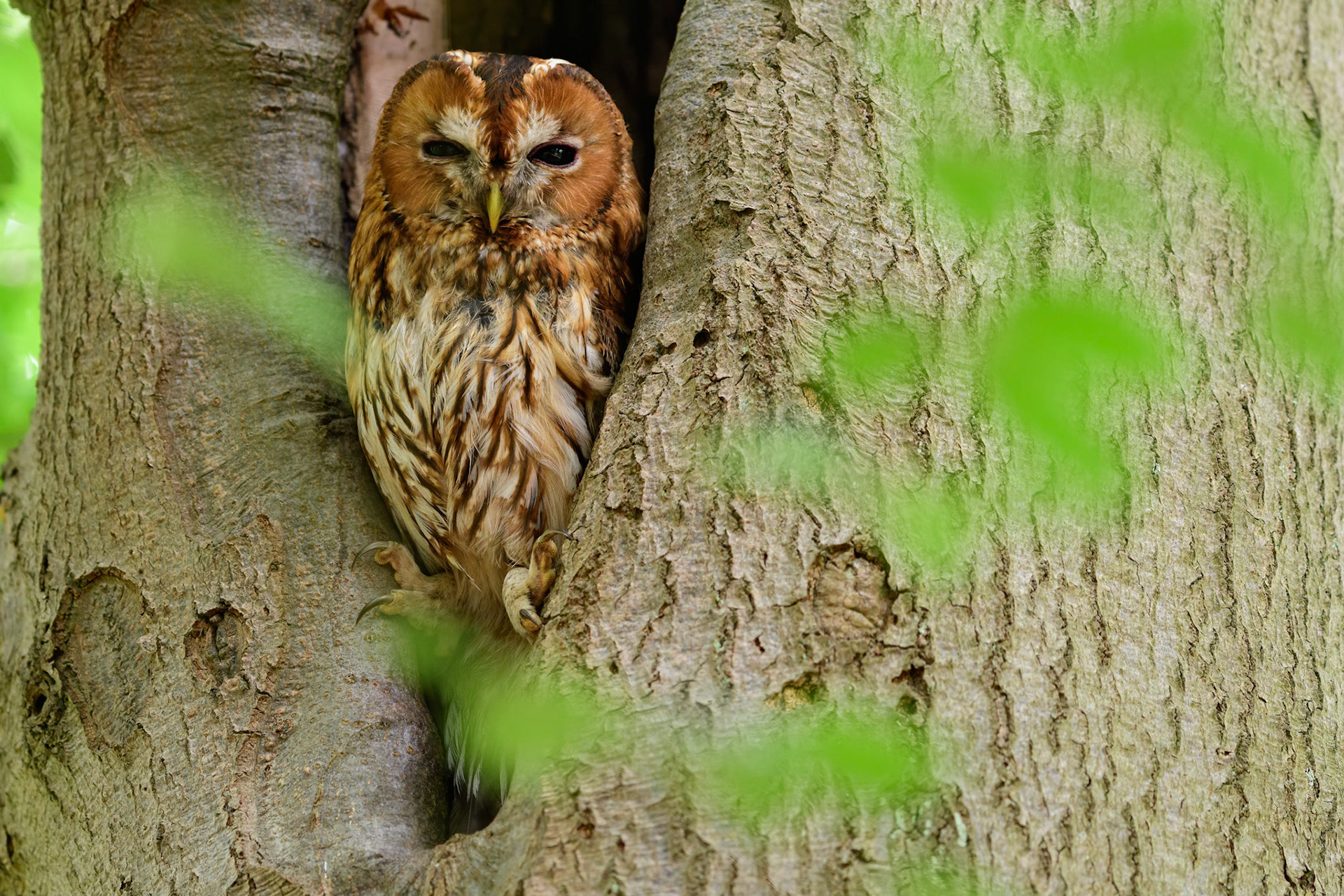 Tawny owl (Strix aluco) in a hole in beech tree surrounded by blurry green leaves