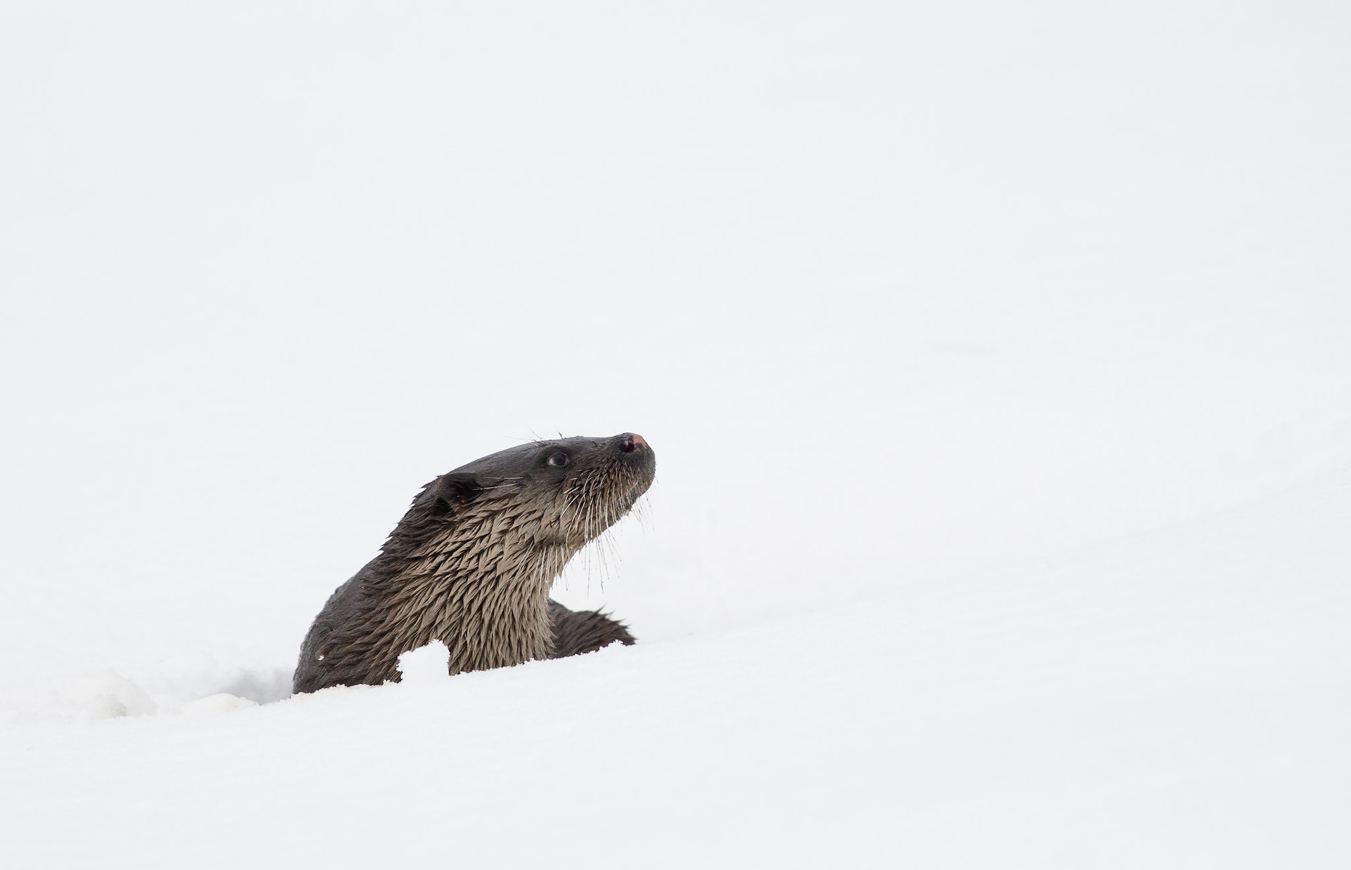 Otter, ©Fred van Wijk 2019