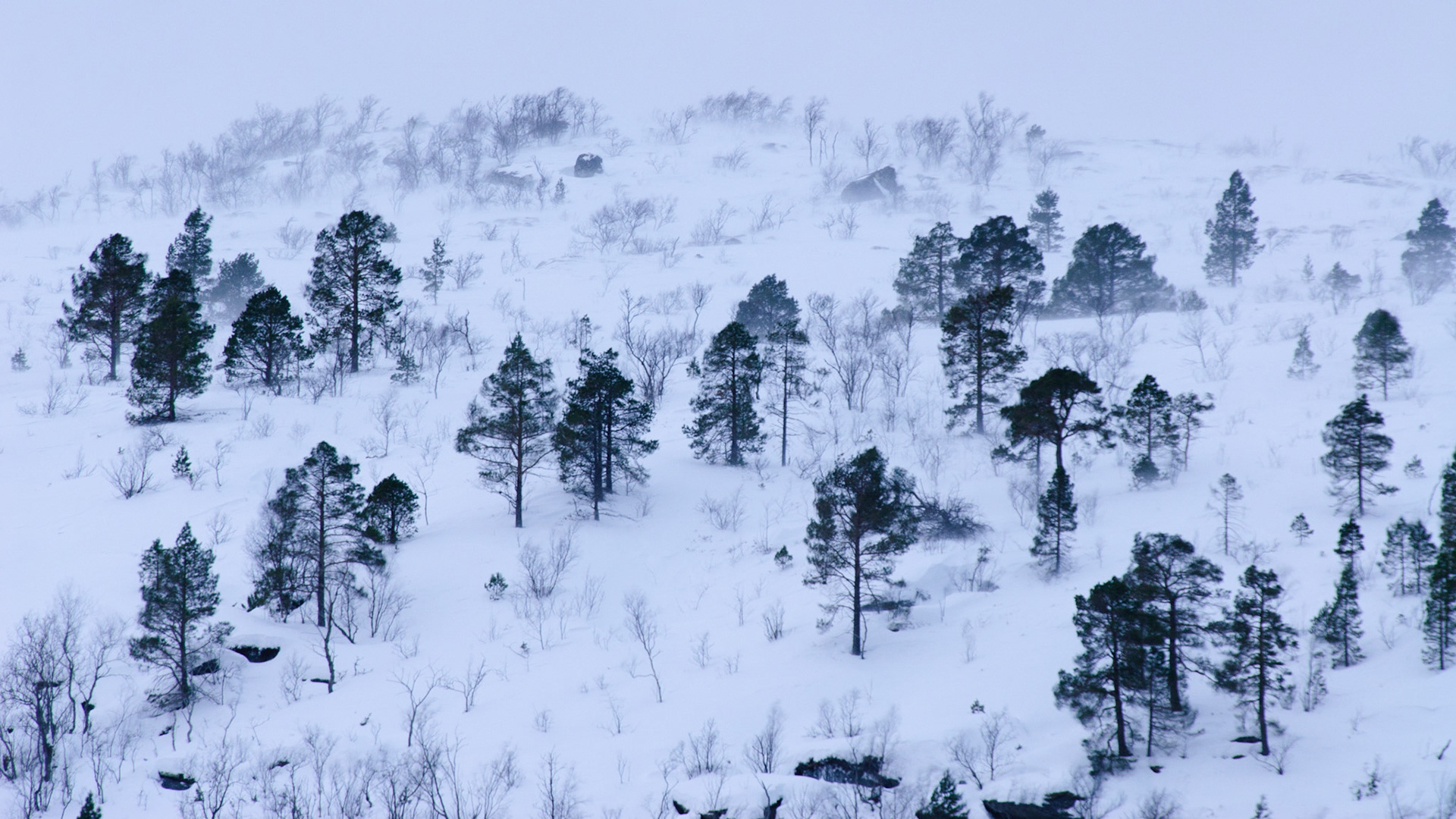 De hoge dennen vormen een kruis op de berghelling. Op de top waait een sneeuwstorm.