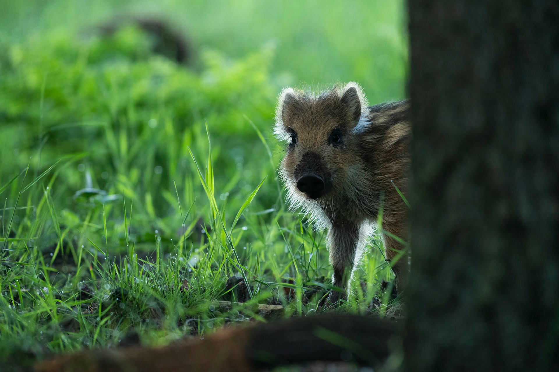 A wild boar piglet half behind a tree trunk with backlit furry striped baby coat