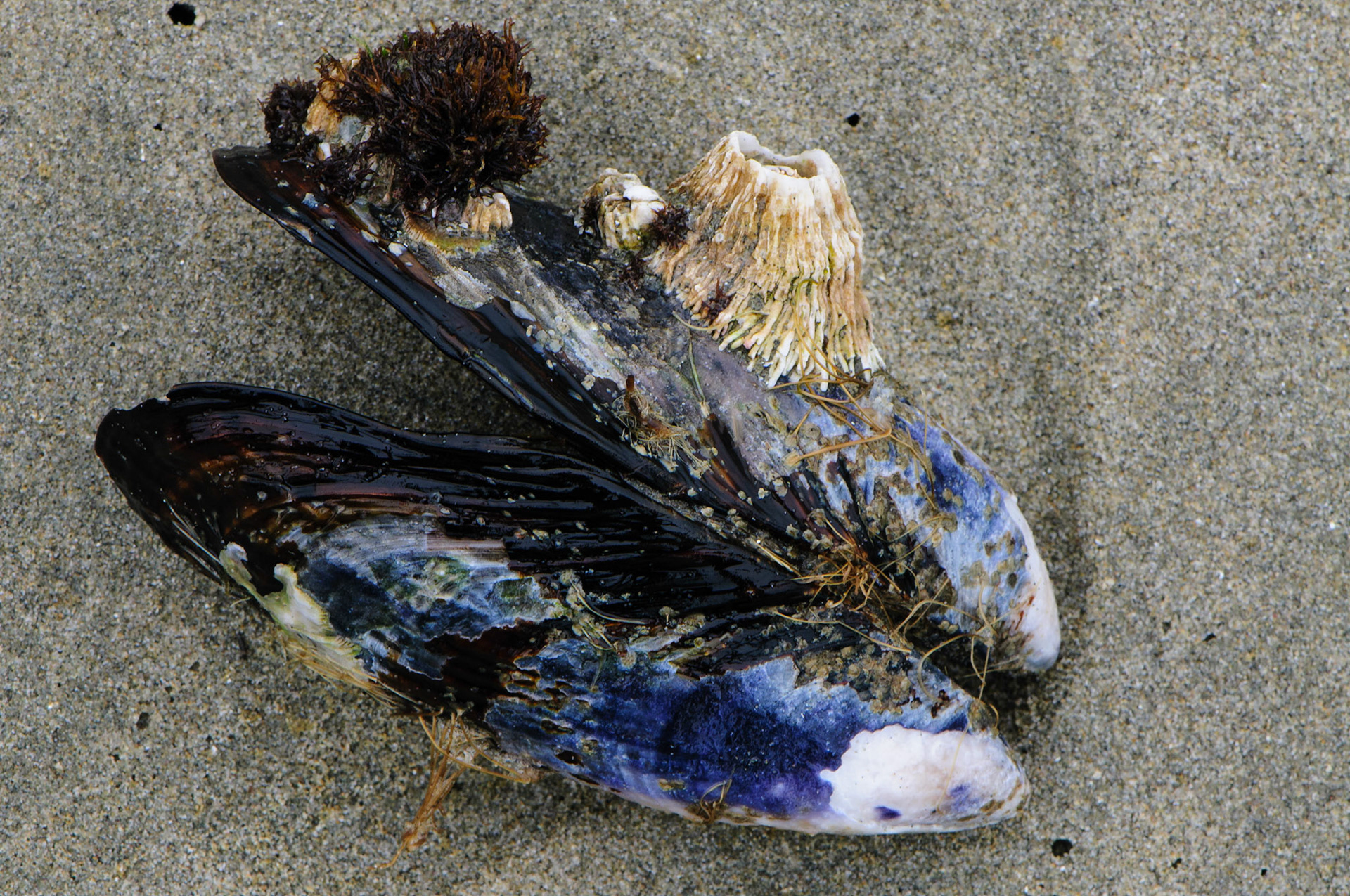 Schelp met parasieten, Pacific Rim National Park