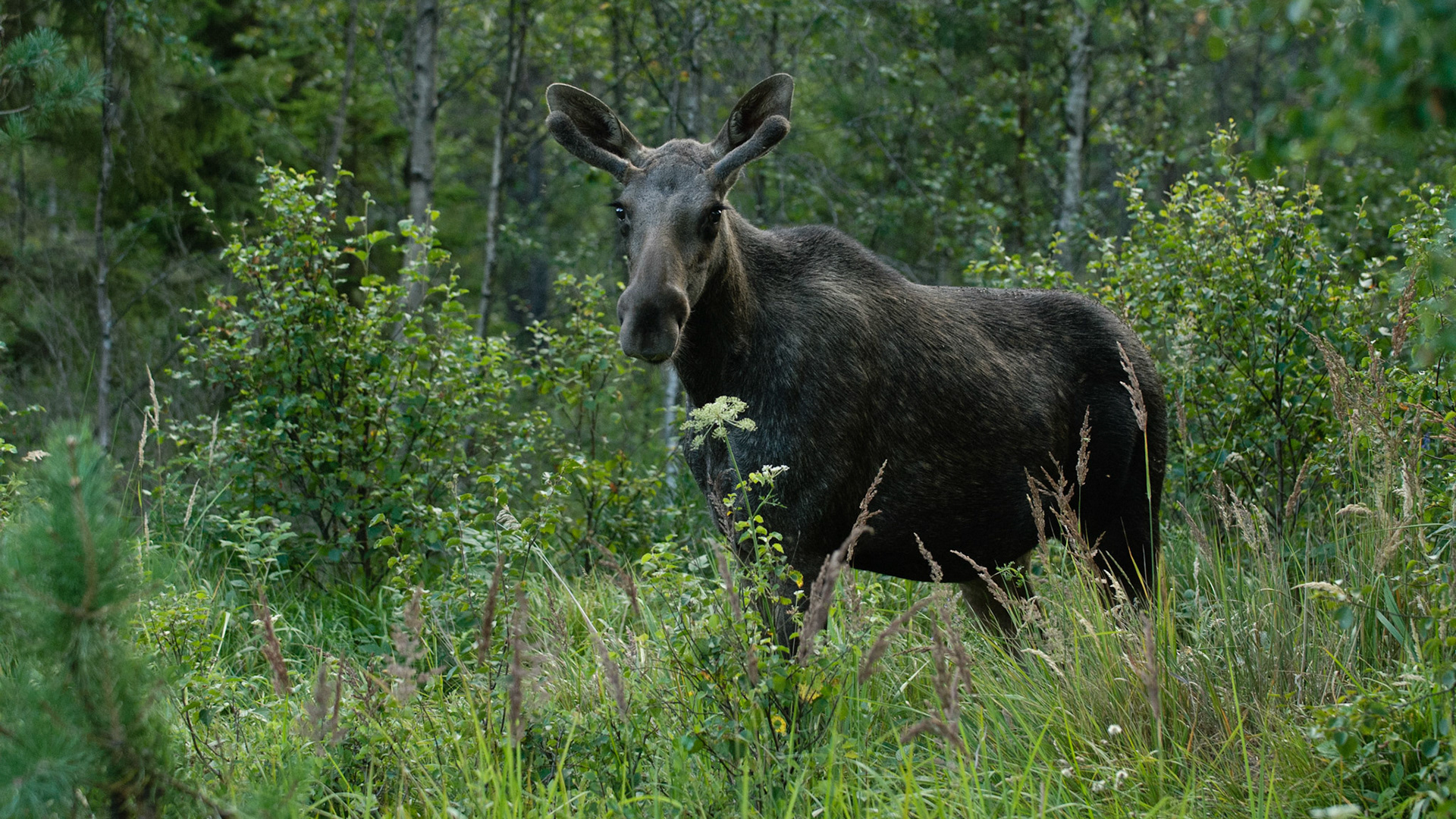 In de avond komen elanden uit de bossen.
