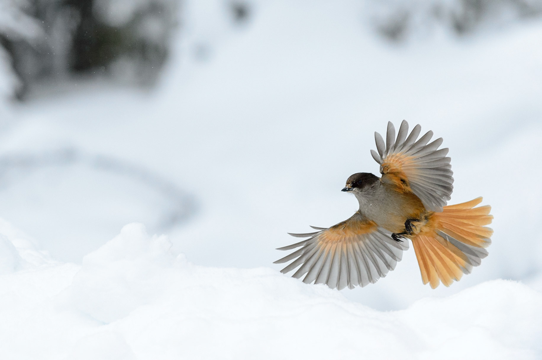 Taigagaai in een met sneeuw bedekte spar, Finland; Siberian jay in a snow covered spruce tree, Finland, ©Fred van Wijk 2019