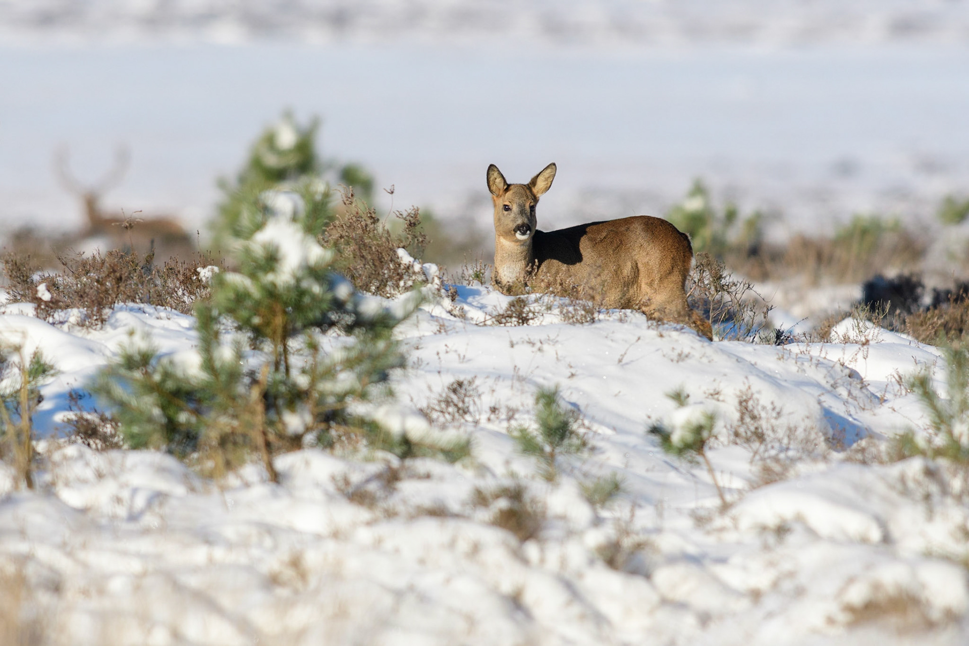 Ree op heideveld met sneeuw met edelhert in achtergrond; Roe deer on a heather field with snow with red deer in background