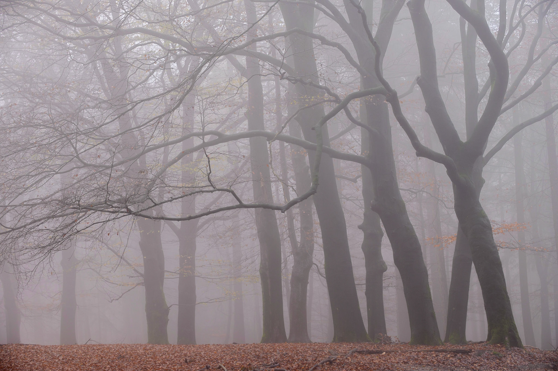 Beech trees in morning mist