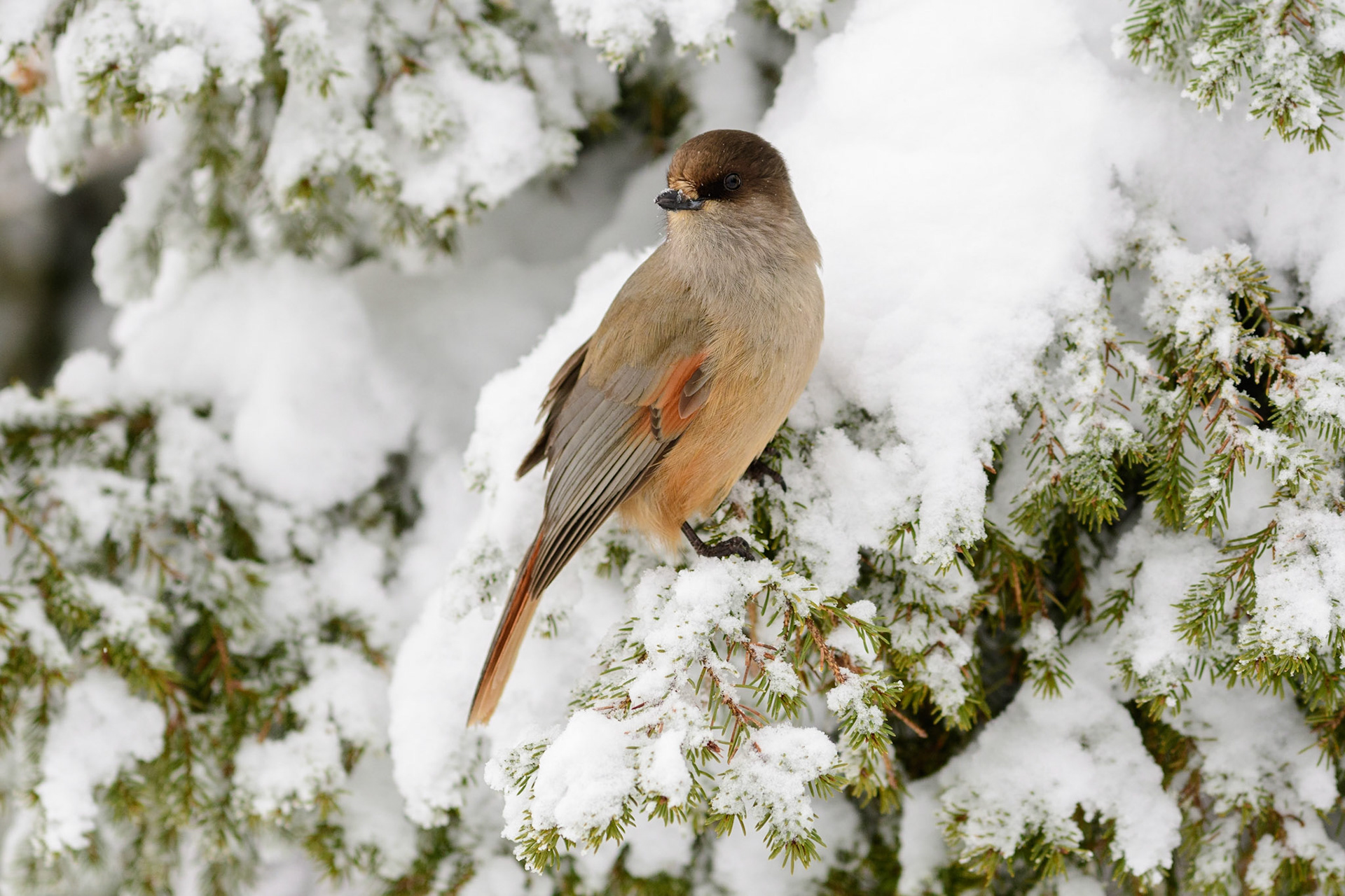 Taigagaai in een met sneeuw bedekte spar, Finland; Siberian jay in a snow covered spruce tree, Finland, ©Fred van Wijk 2019