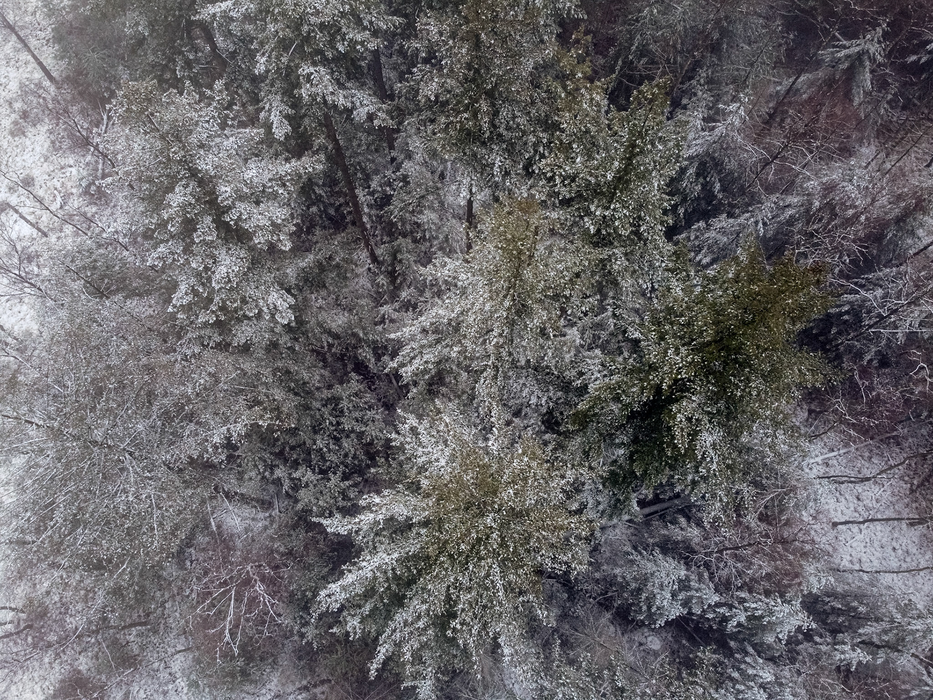 Sparren met sneeuw vanuit de lucht; Spruce trees with snow from the air