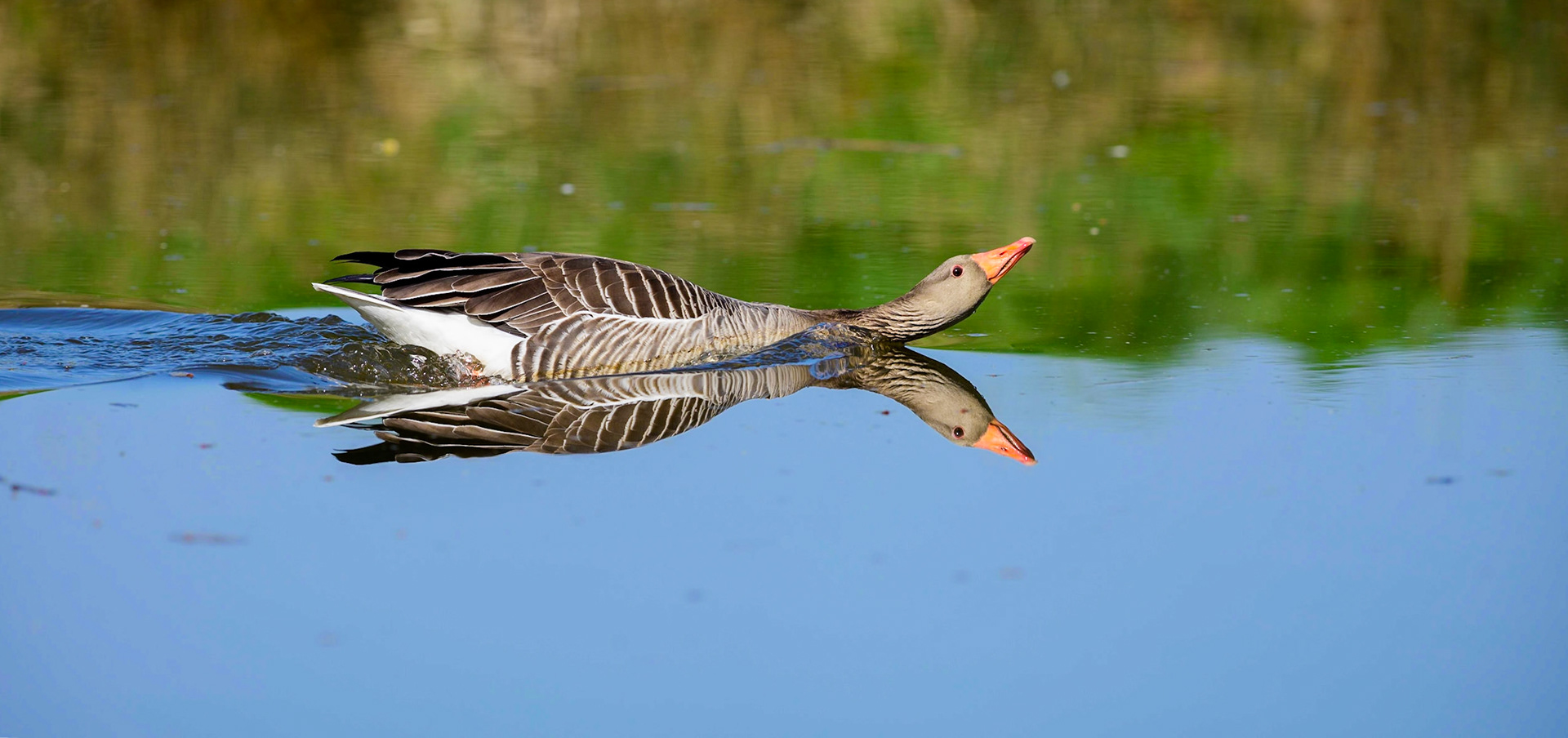 Dreighouding van een zwemmende grauwe gans; Swimming greylag goose with a threatening attitude