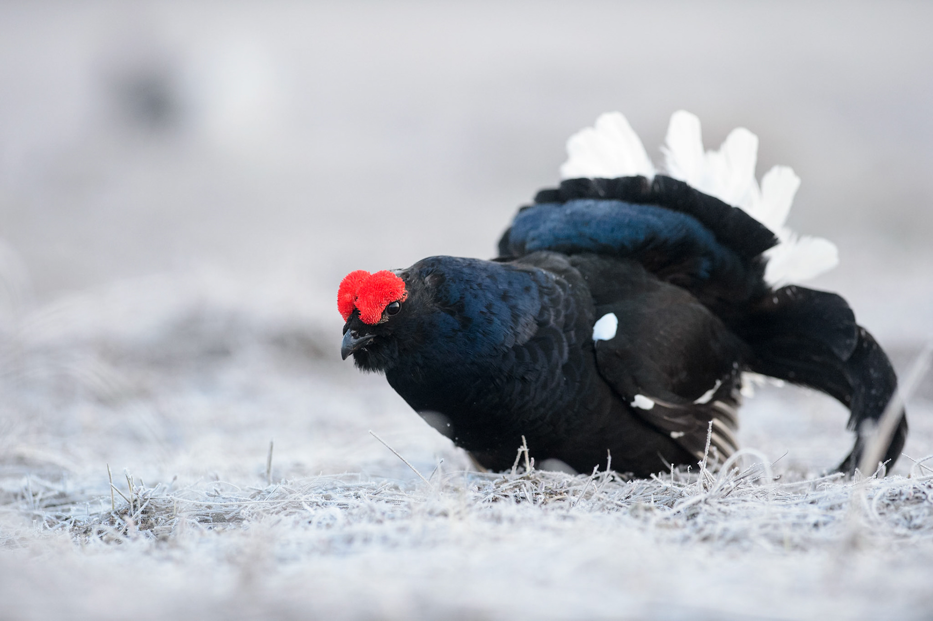 Black grouse calling male on lek during courtship