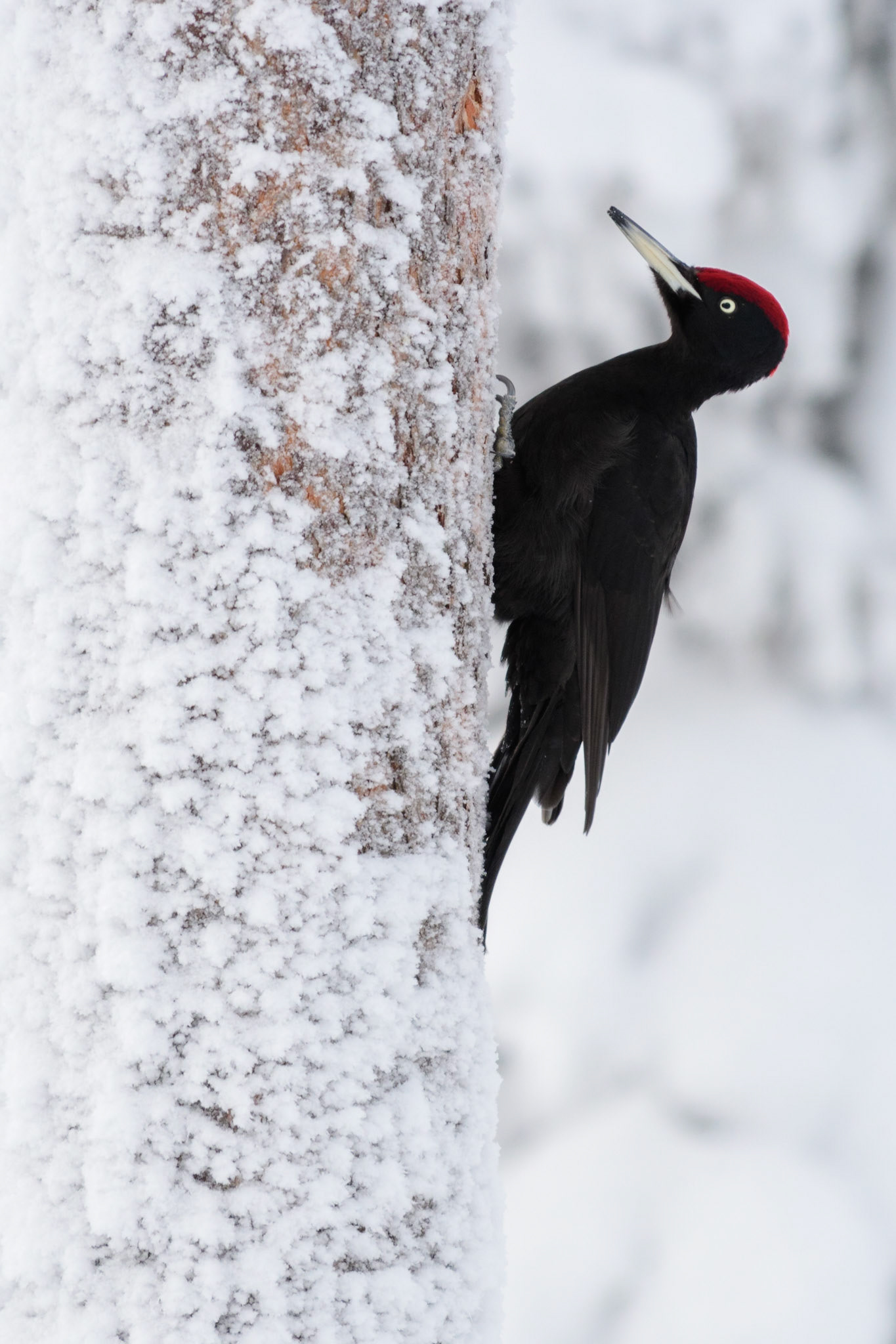 Zwarte specht, ©Fred van Wijk 2019