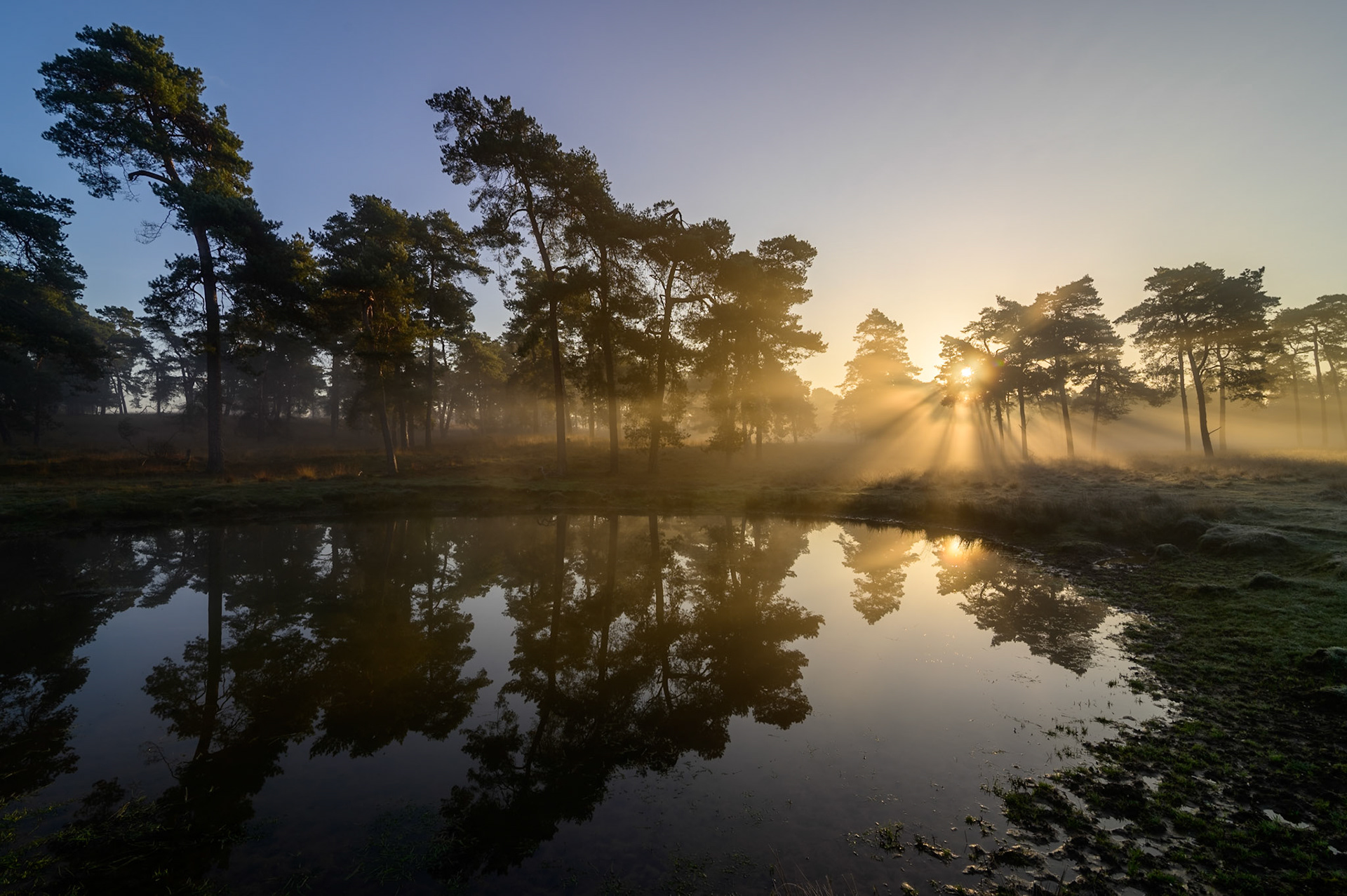Fen with reflecting trees in a misty forest with sun rays