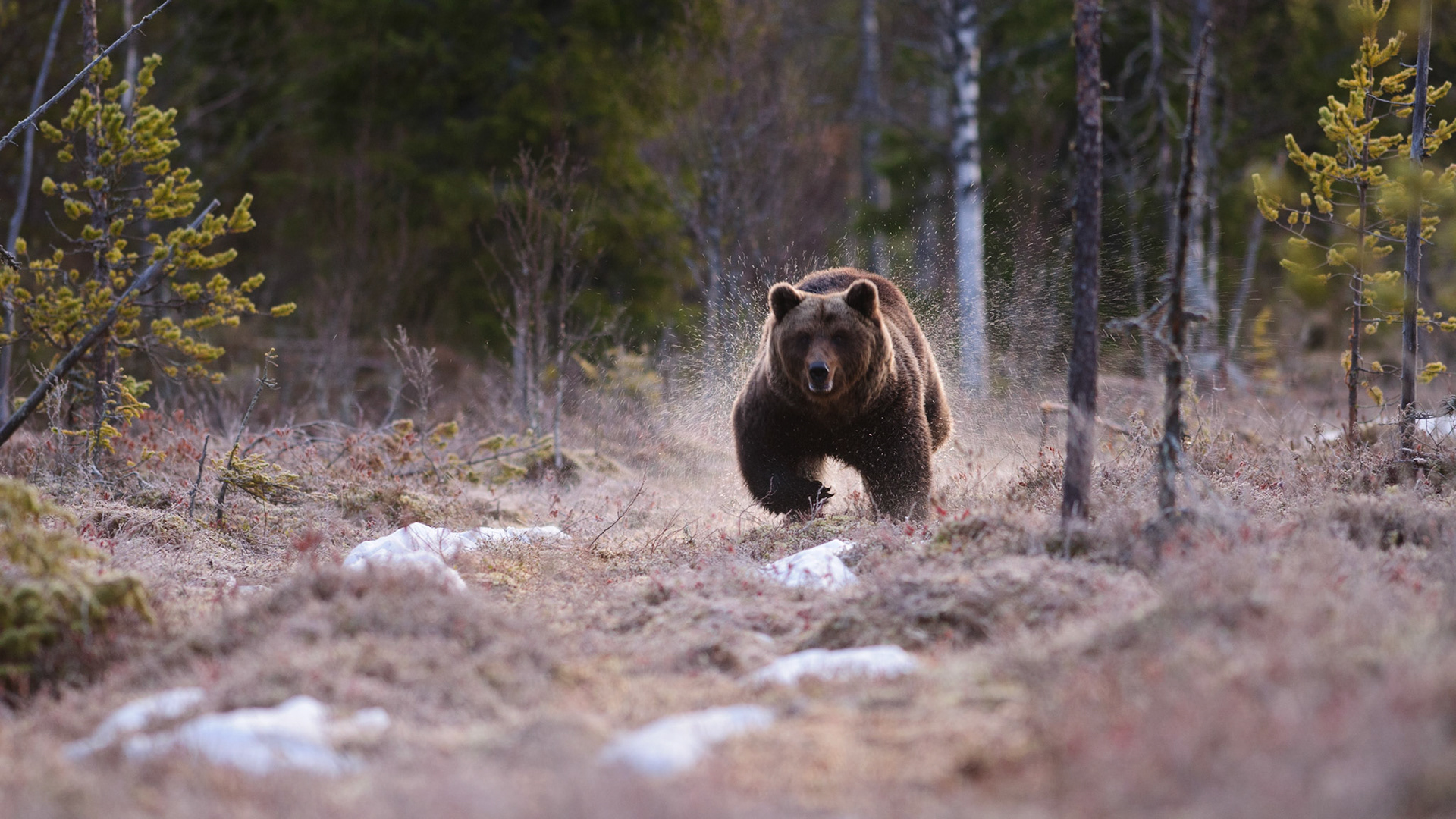 Plotseling komt een beer door de plassen aangerend om een andere beer weg te jagen.