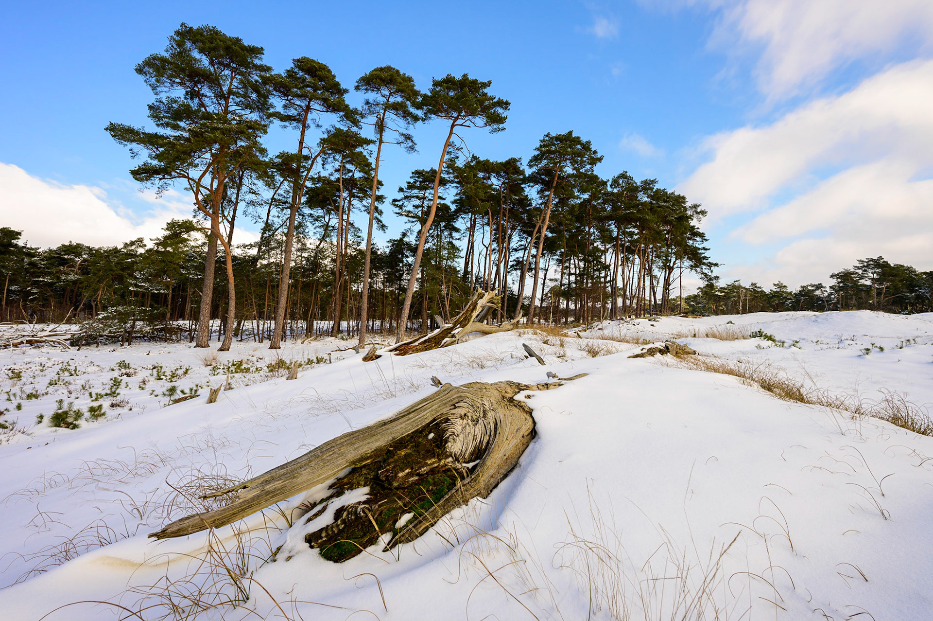 Boomstam onder een sneeuwduin; Tree trunk under snow dune