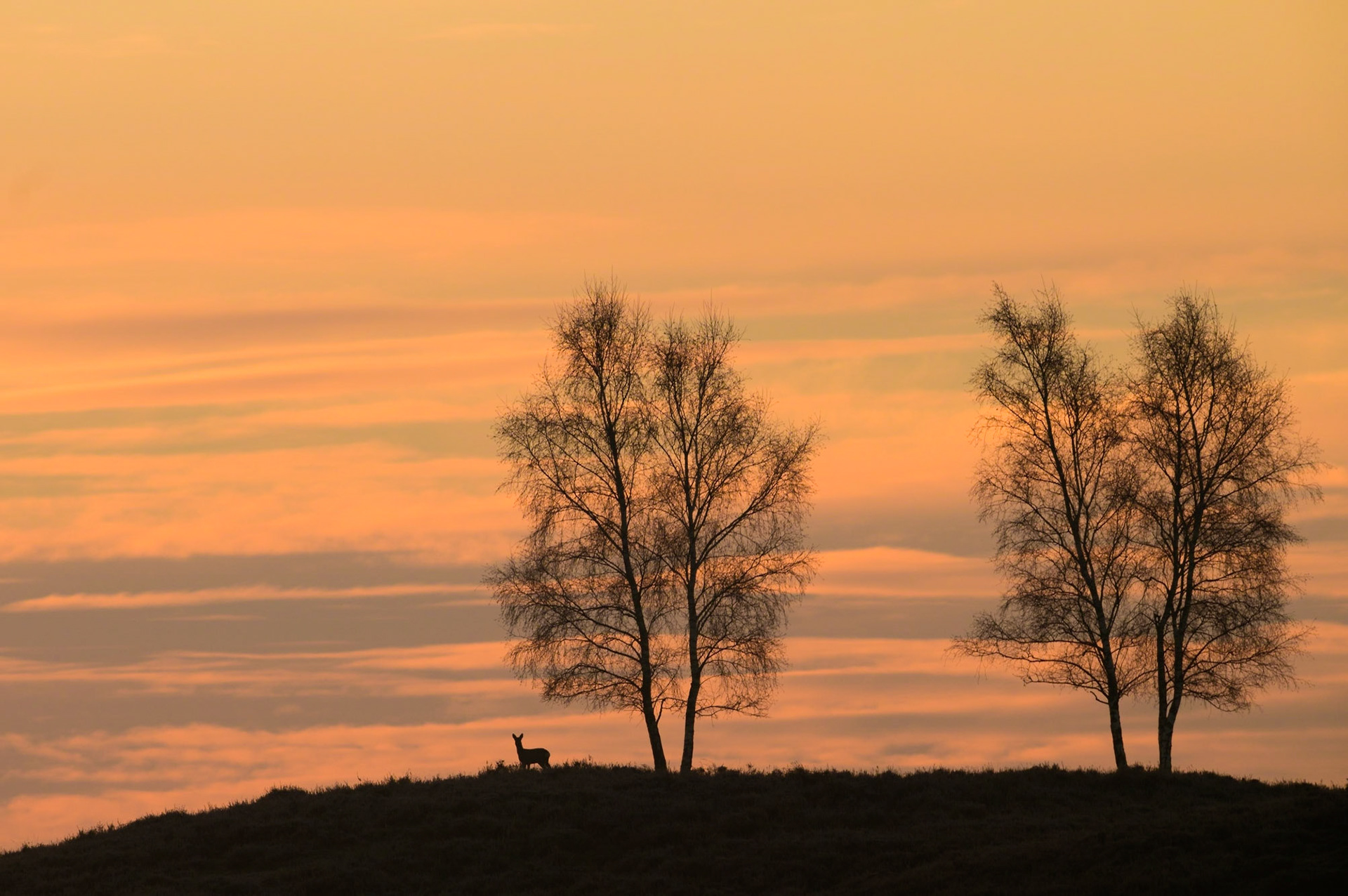 Ree bij berken tegen een rode lucht bij zonsopkomst; Roe deer and birch trees against a red sky at sunrise