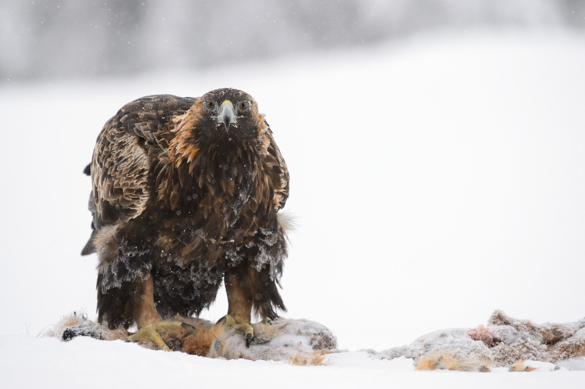Steenarend, ©Fred van Wijk 2019