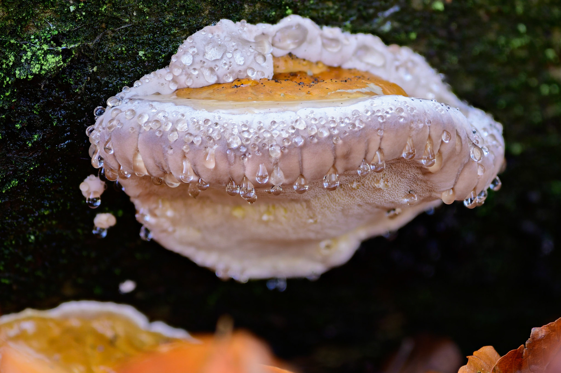 Red banded polypore fungus with guttation drops