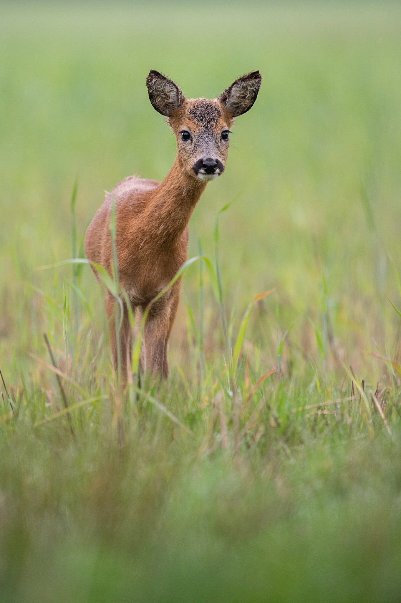 Reegeit in een akker met jonge vegetatie; Roe deer female in a field with young vegetation