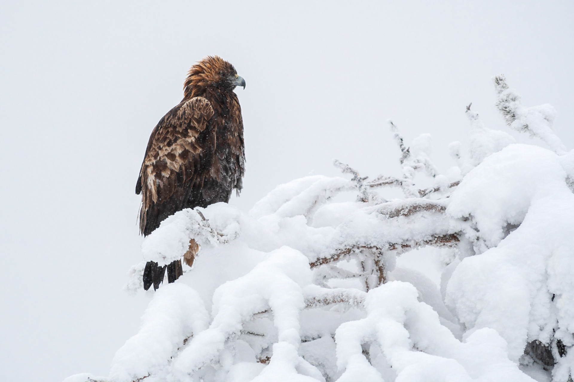 Steenarend, ©Fred van Wijk 2019